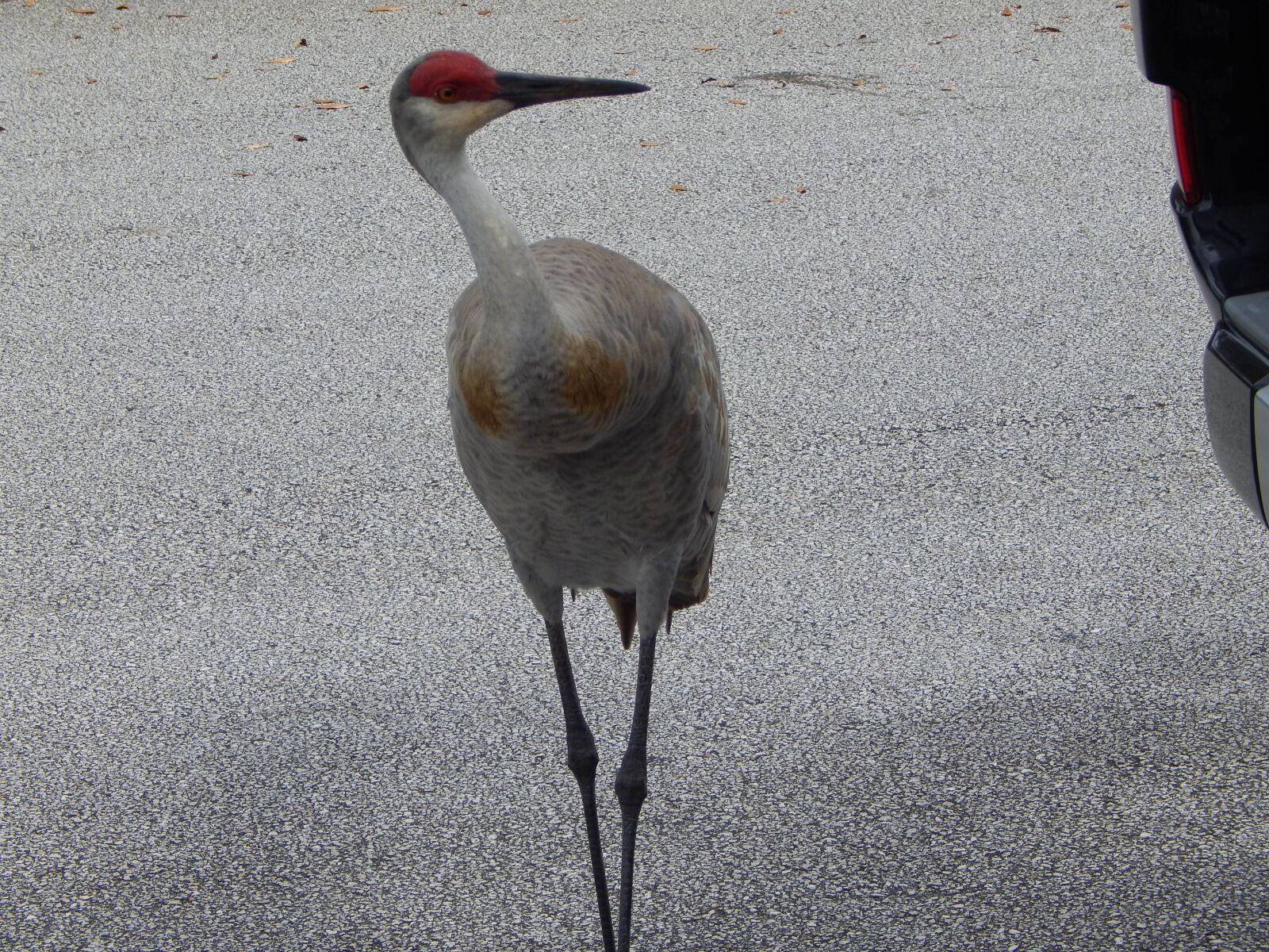 Nikon Coolpix L820 sample photo. Sand hill crane, crane photography