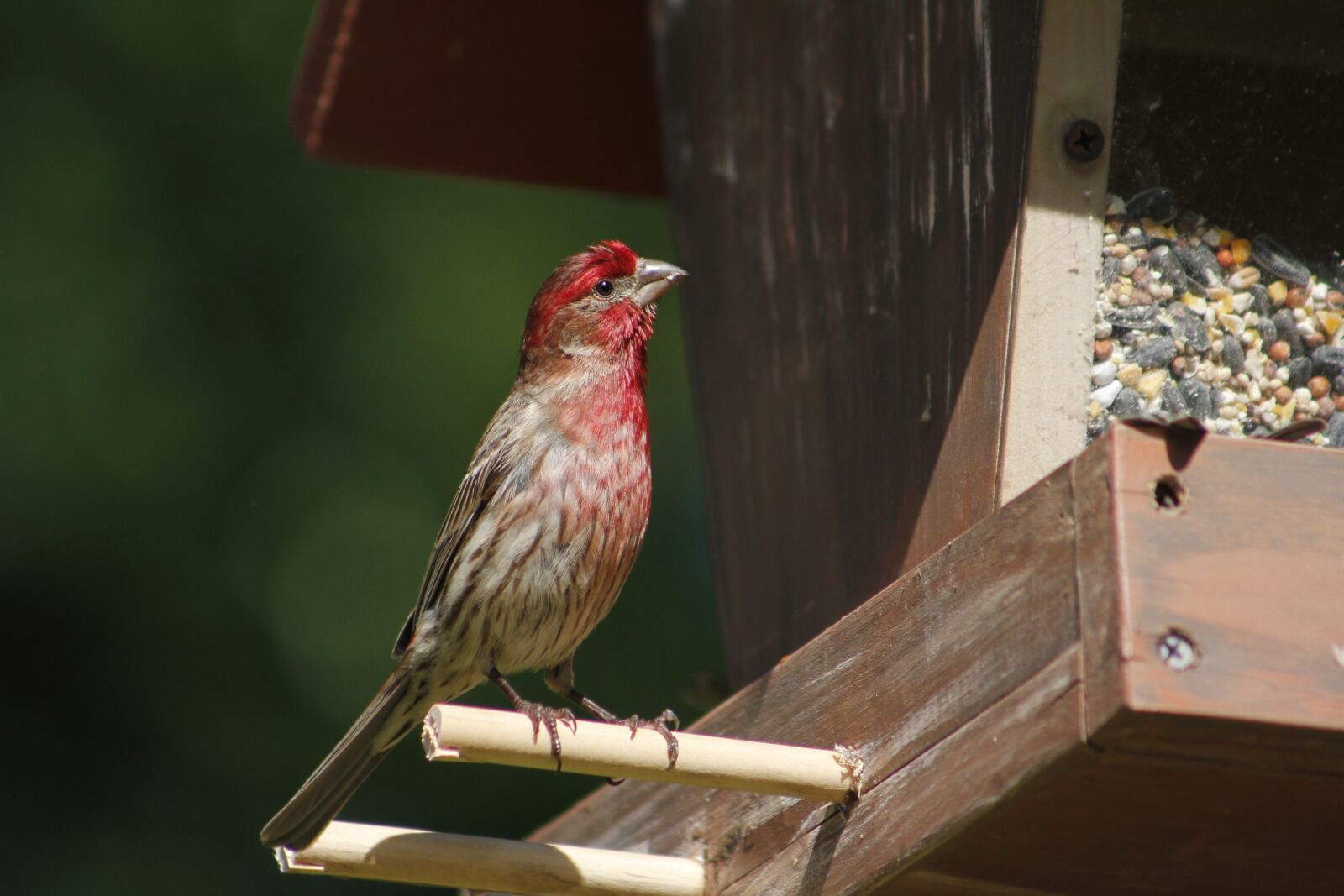 Canon EOS 550D (EOS Rebel T2i / EOS Kiss X4) sample photo. Bird, nature, outdoors photography