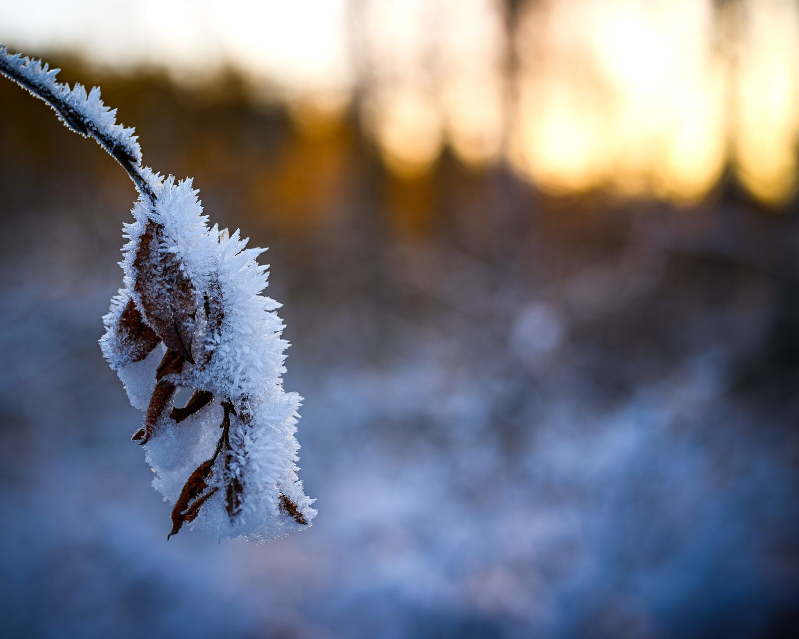 Nikon Nikkor Z 50mm F1.8 S sample photo. Frost, ice, winter photography