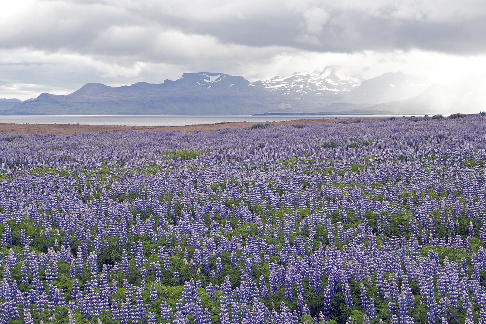 Canon EOS 350D (EOS Digital Rebel XT / EOS Kiss Digital N) sample photo. Lupins, flowers, iceland photography