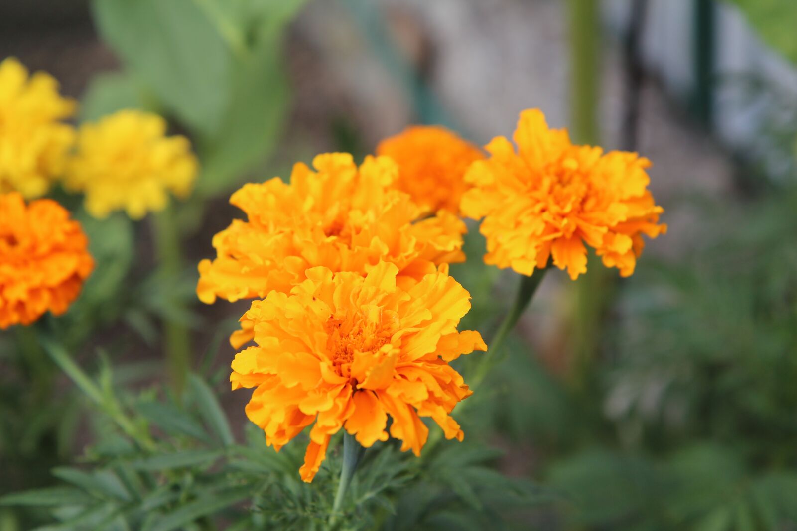 Canon EOS 600D (Rebel EOS T3i / EOS Kiss X5) sample photo. Rose of india, golden photography