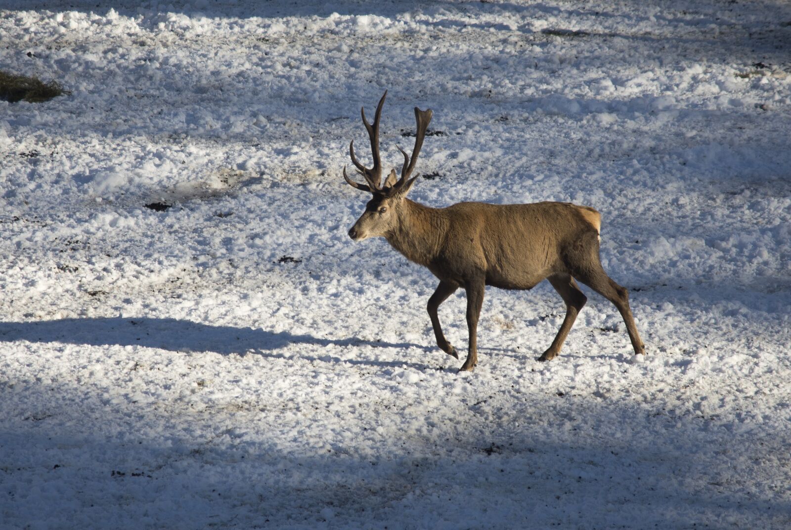 Nikon D7200 sample photo. Snow, winter, cold photography