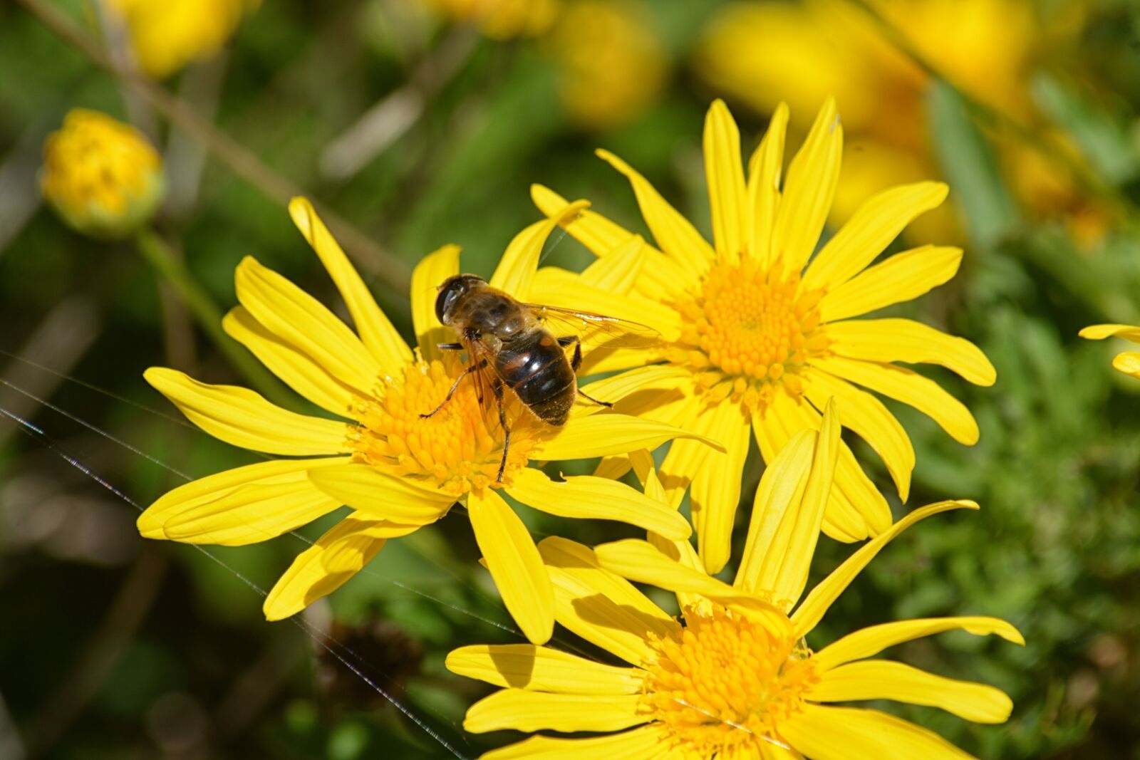Nikon D5200 sample photo. Flowers, bee, forage photography