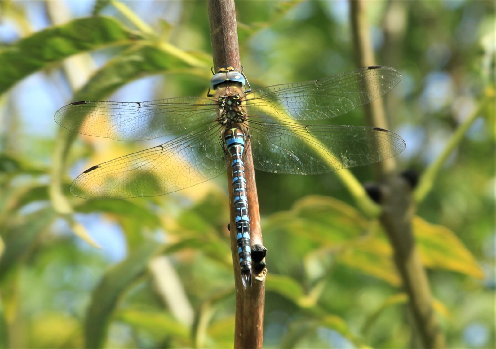 Canon EF-S 18-135mm F3.5-5.6 IS STM sample photo. Dragonfly, blue, insect photography