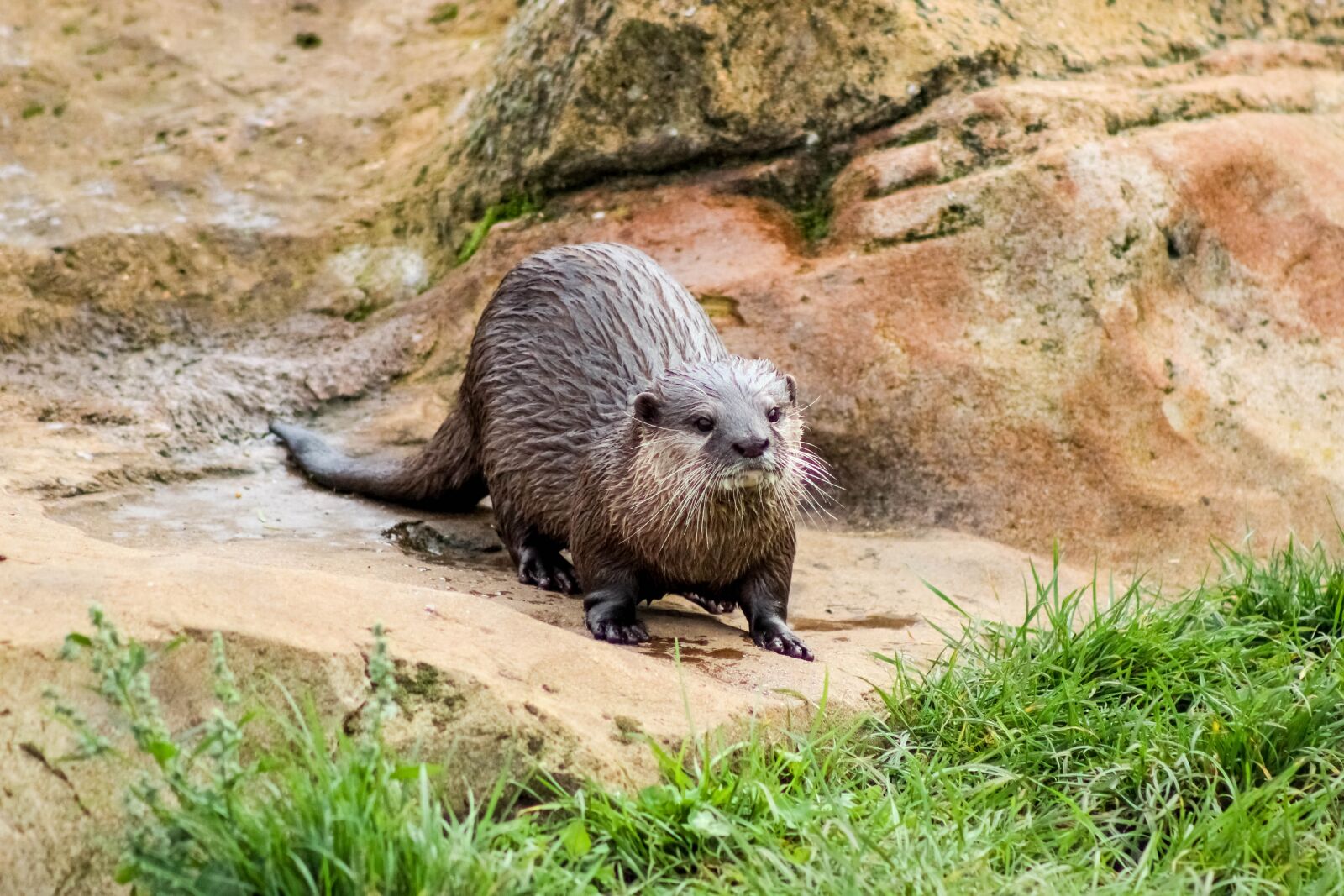 Canon EOS 600D (Rebel EOS T3i / EOS Kiss X5) sample photo. Otter, wet otter, zoo photography