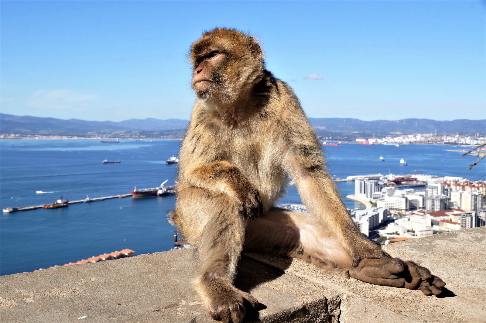 Sony SLT-A57 + Sony DT 18-250mm F3.5-6.3 sample photo. Gibraltar, macaque, animal photography