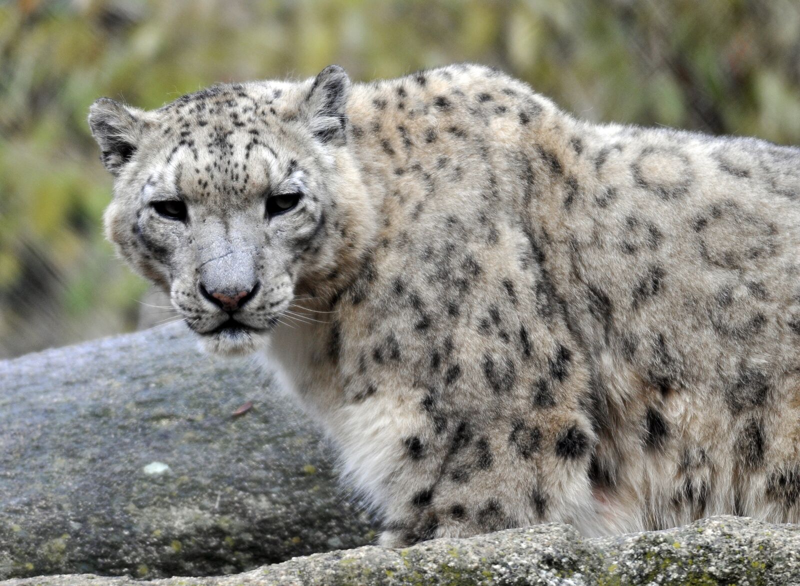 Nikon D300 sample photo. Zoo, hellabrunn, snow leopard photography