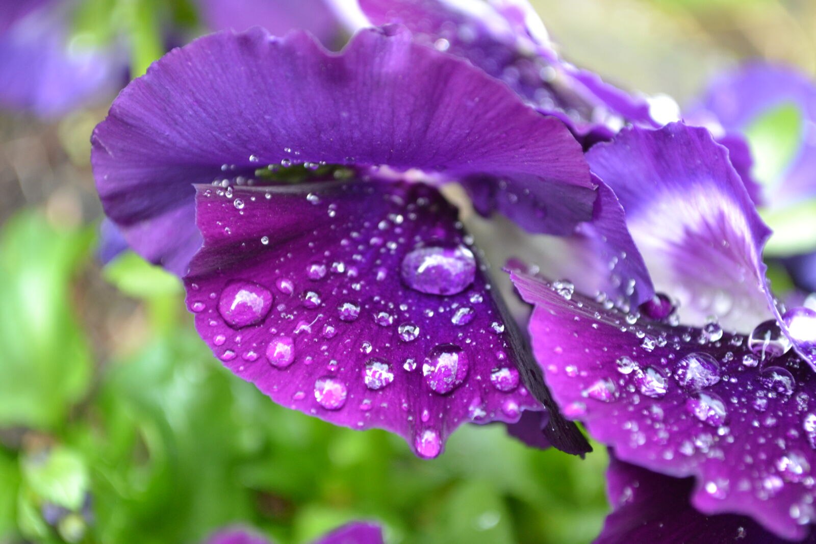 Nikon D3100 sample photo. Flower, purple, sky, drops photography