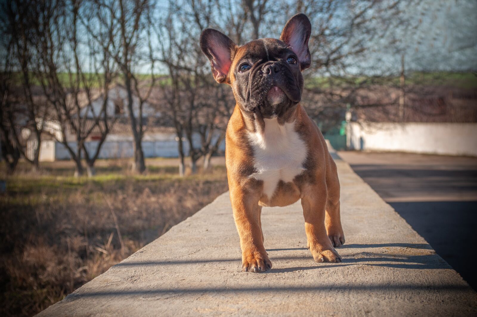 Nikon D5000 sample photo. French bulldog, puppy, pet photography