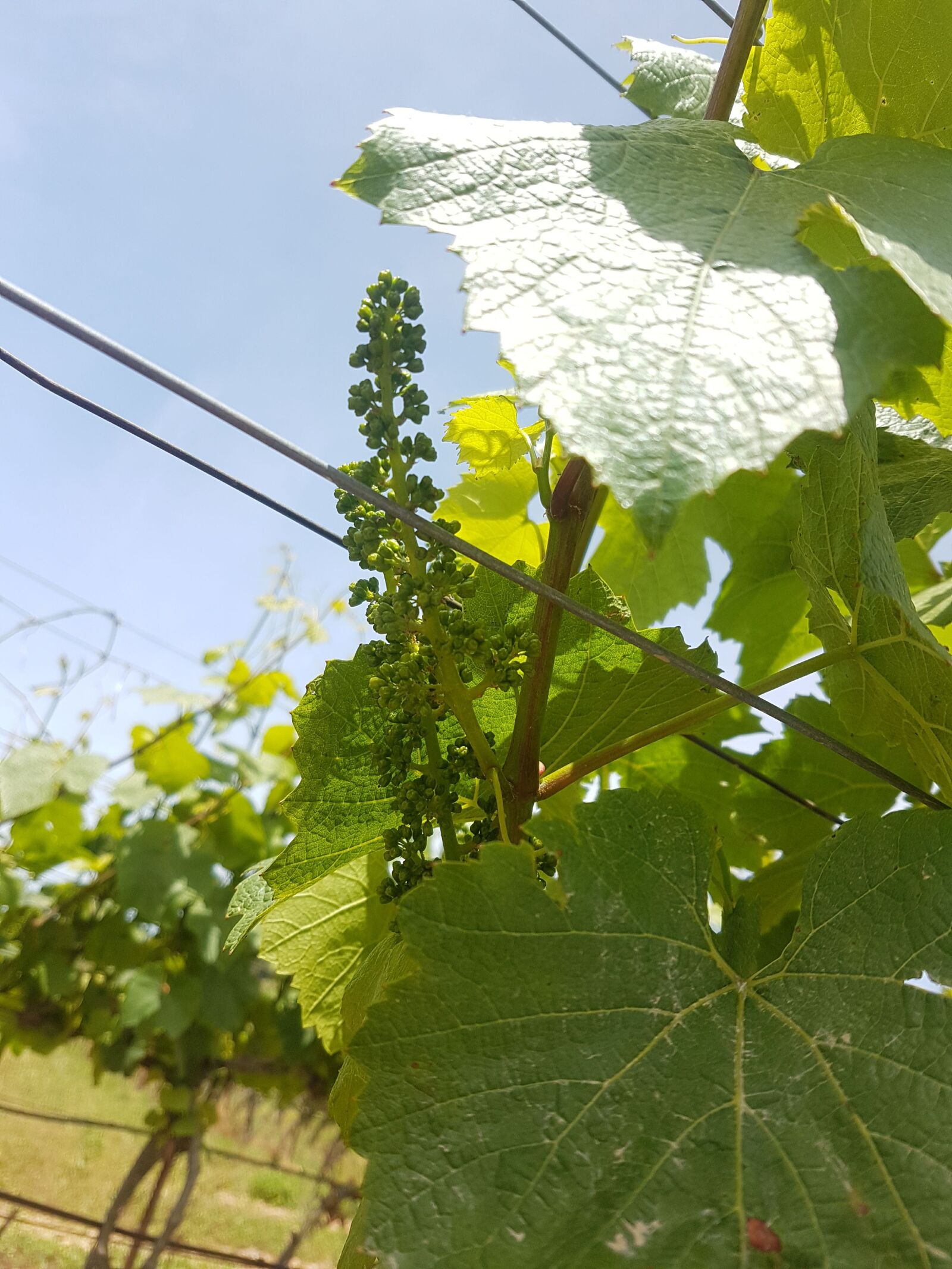 Samsung Galaxy S7 sample photo. Grapes, vine, vineyard photography