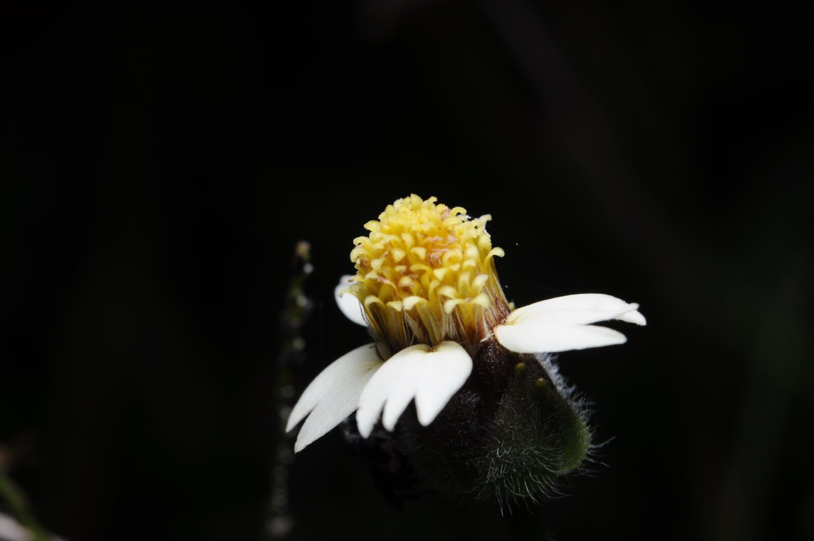Nikon D90 sample photo. Flower, grass, green photography
