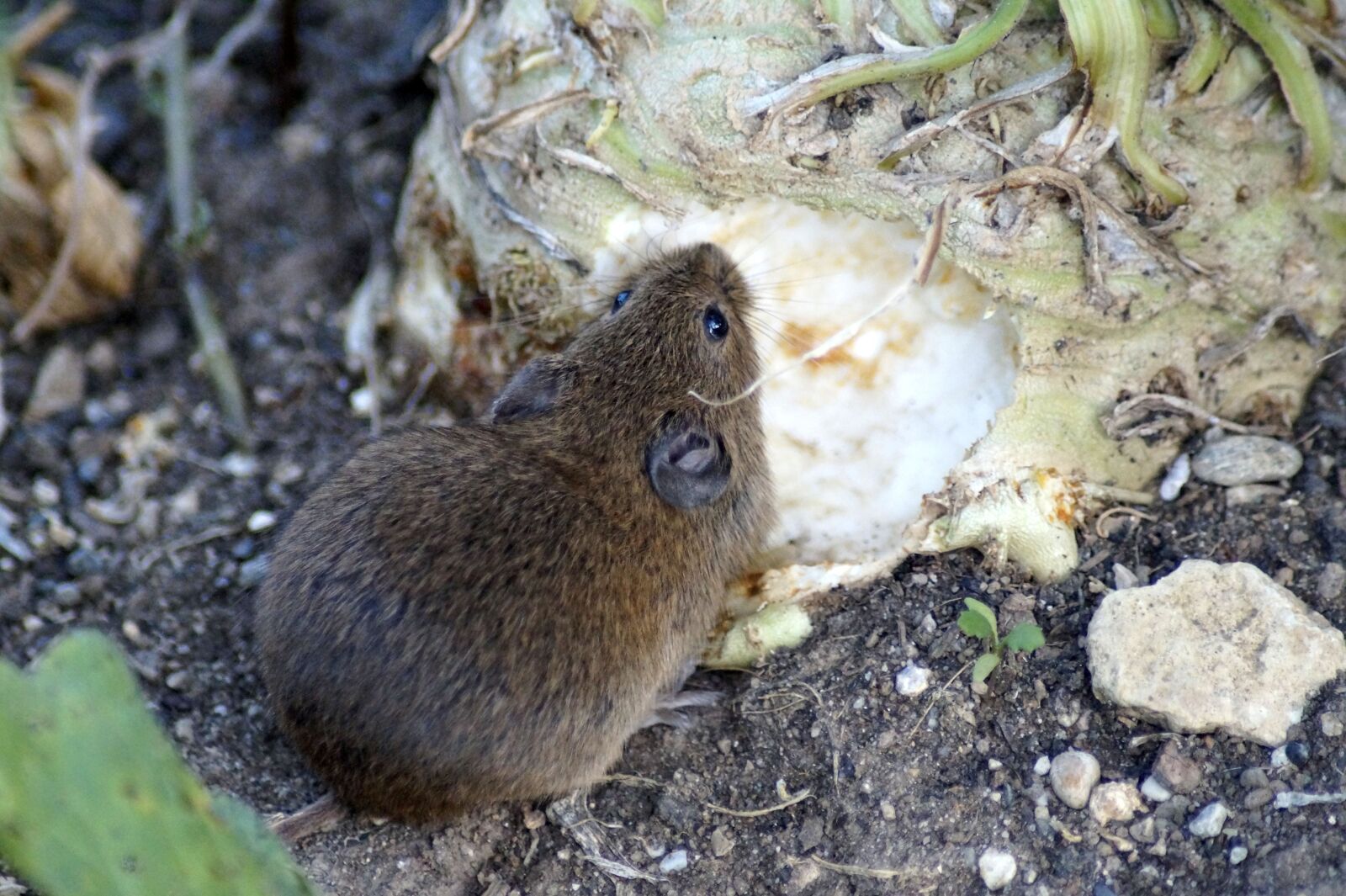 Sony SLT-A58 sample photo. Mouse, field mouse, wood photography