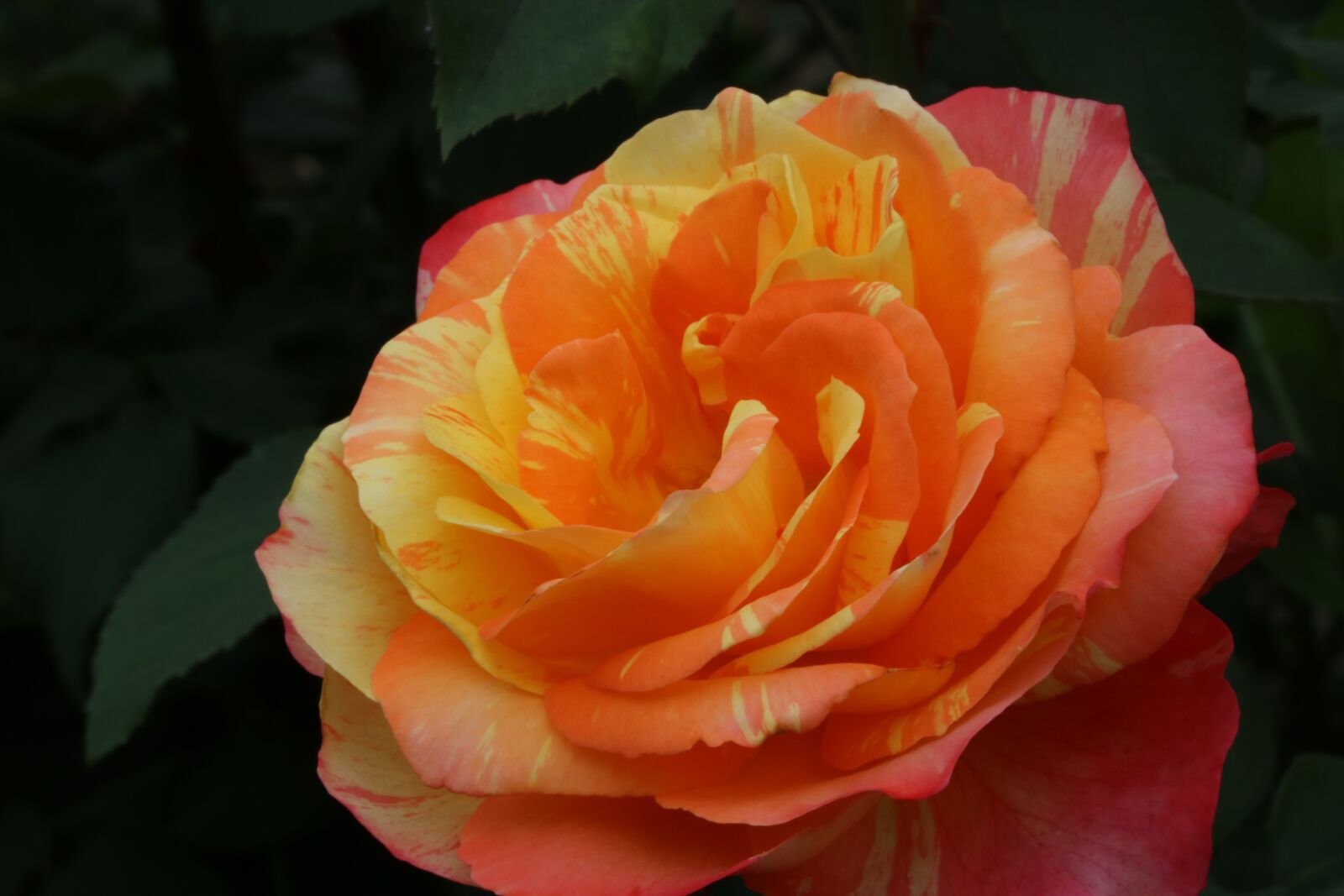 Canon EOS 750D (EOS Rebel T6i / EOS Kiss X8i) sample photo. Rose, rose festival, park photography