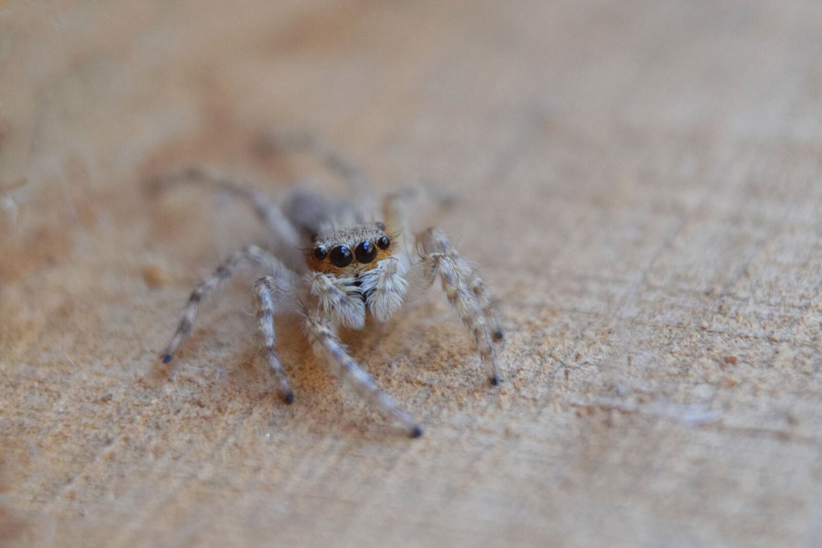 Nikon D5300 sample photo. Spider, insect, macro photography