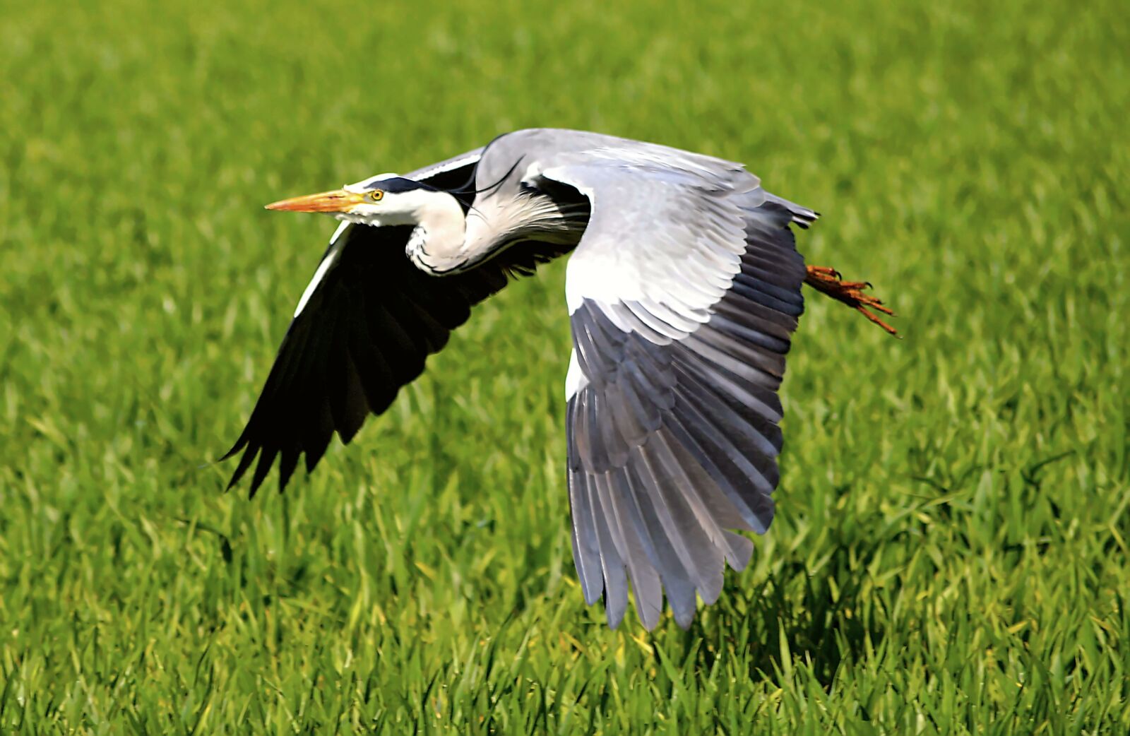Nikon D3200 sample photo. Heron, flight, flying photography