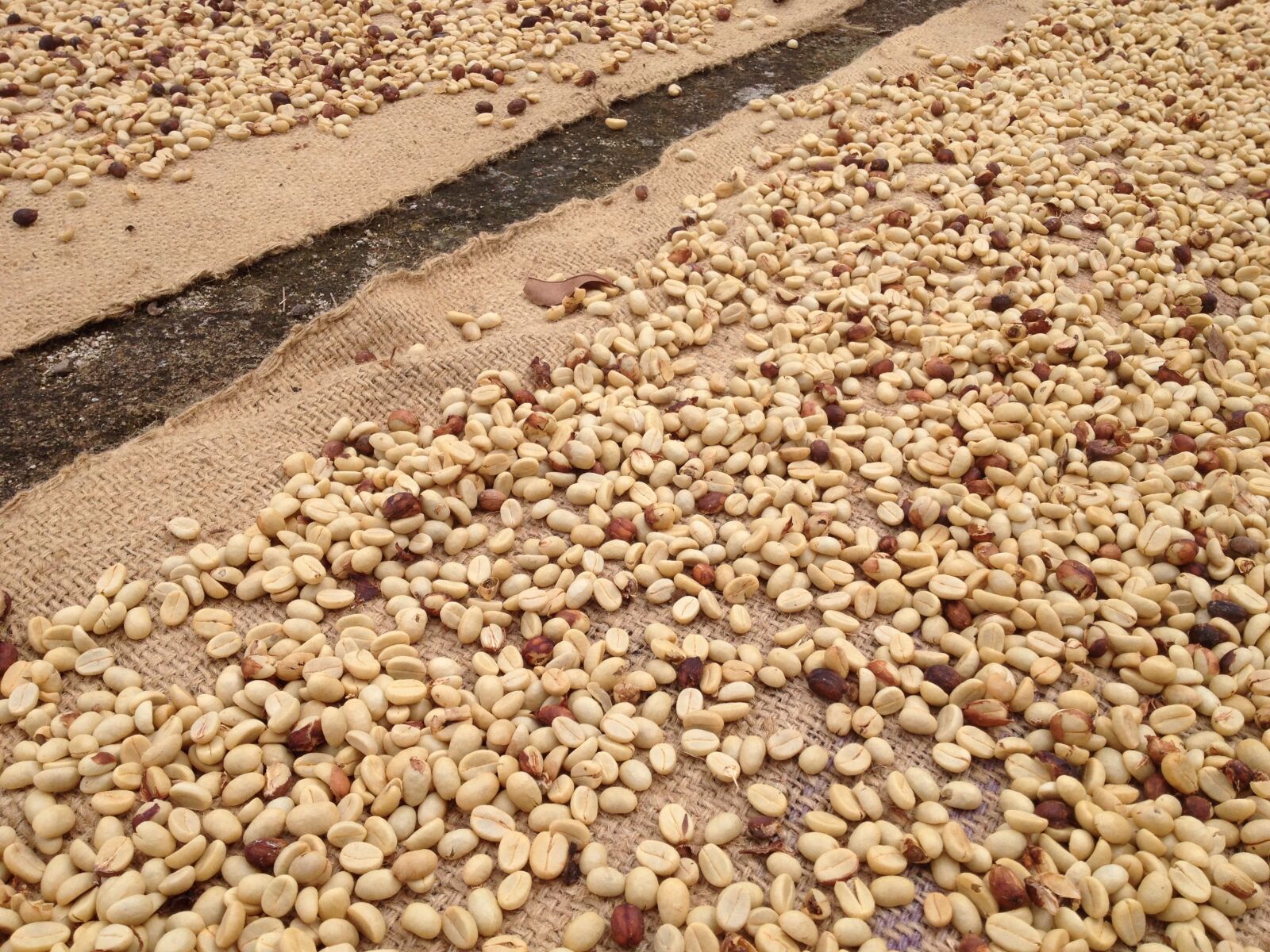 iPhone 4S back camera 4.28mm f/2.4 sample photo. Raw coffee, coffee beans photography