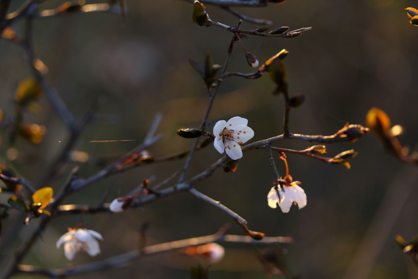 Canon EF-S 60mm F2.8 Macro USM sample photo. Flowers, white, casey photography
