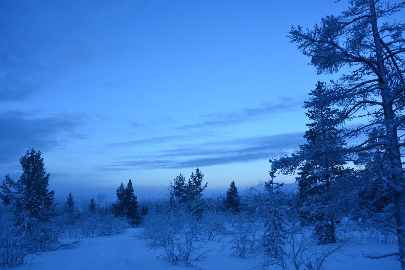 Nikon D7100 sample photo. Tree, winter, nature photography
