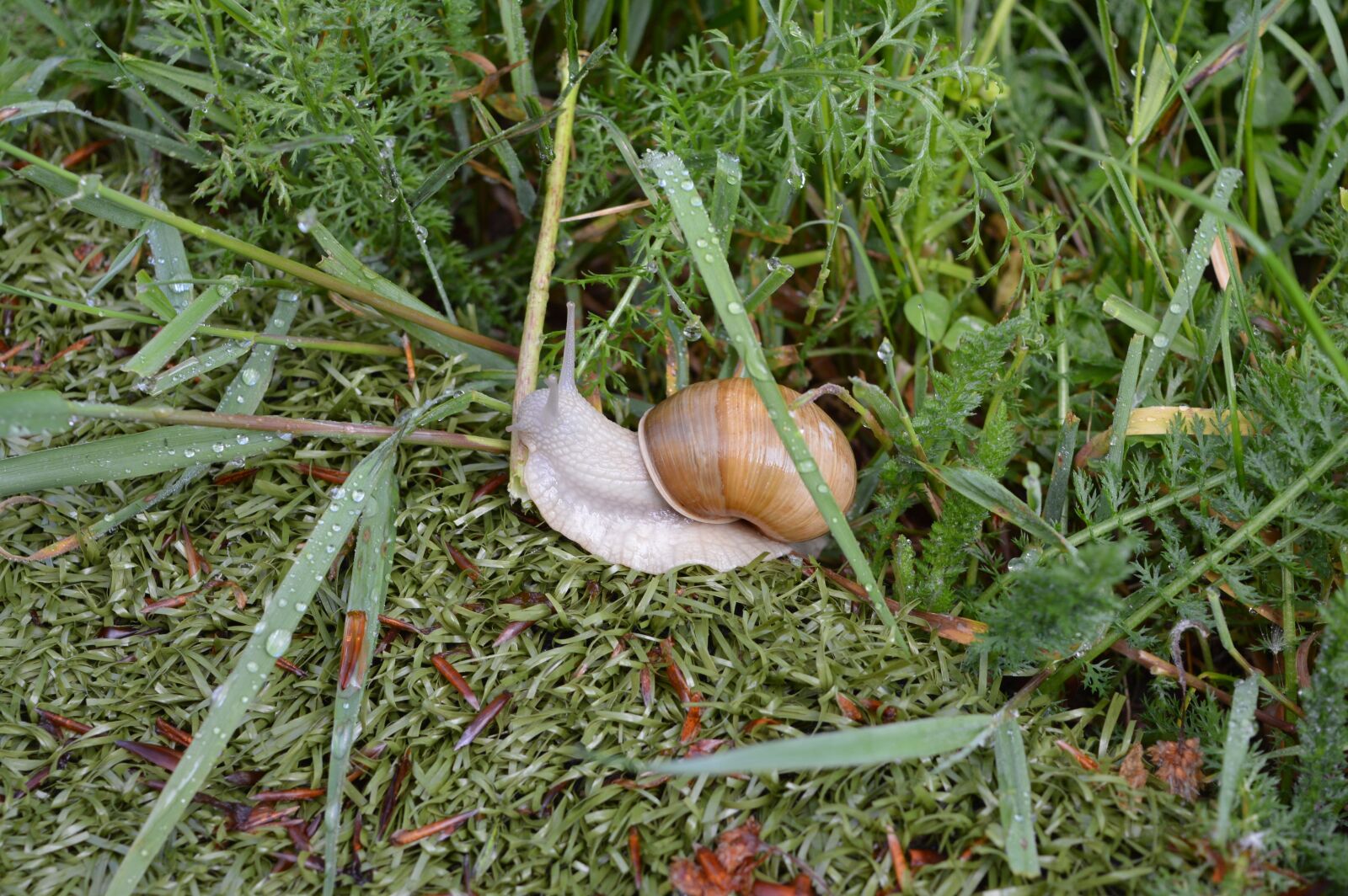 Nikon D3200 sample photo. Snail, grass, green photography