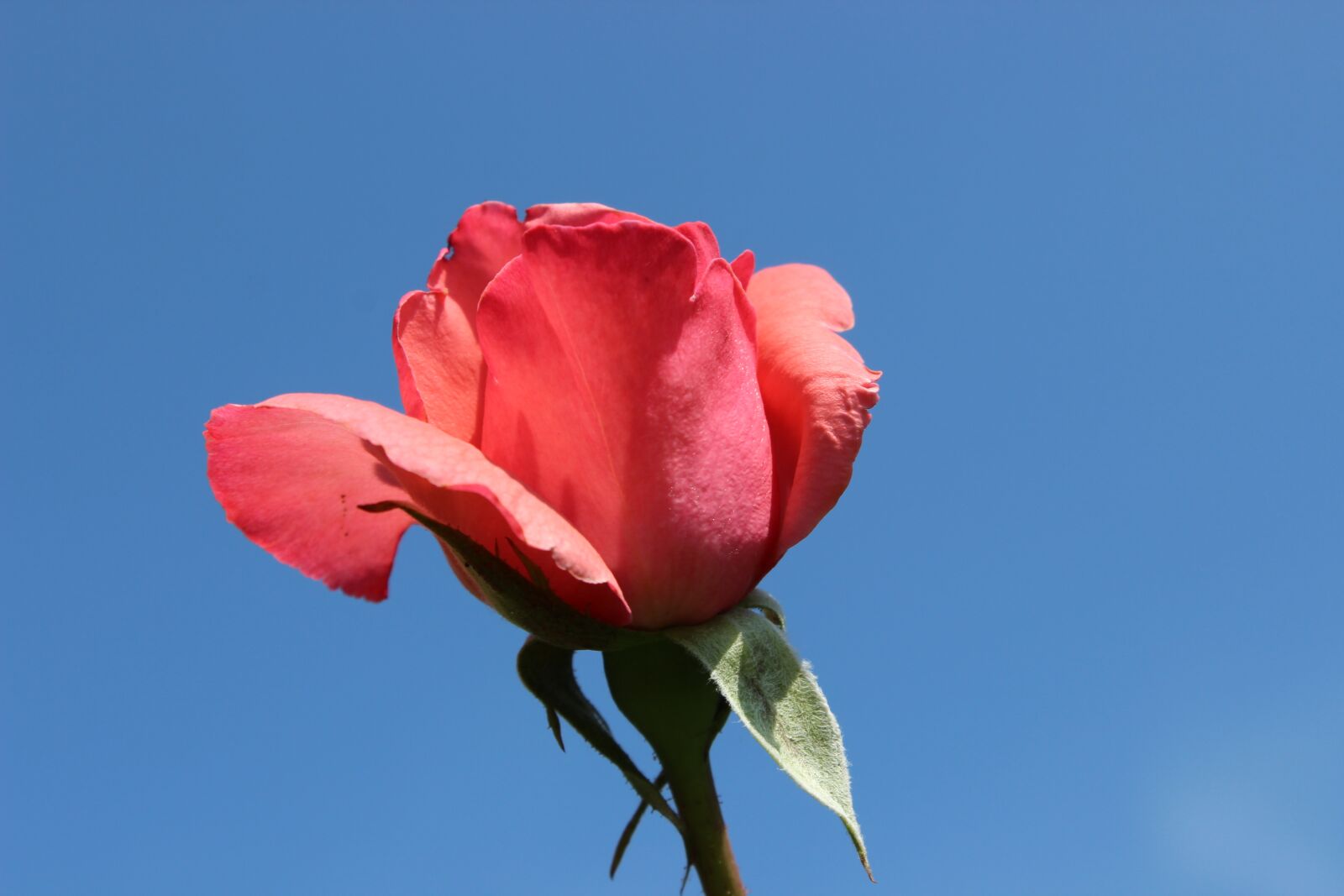 Canon EOS 600D (Rebel EOS T3i / EOS Kiss X5) sample photo. Rose, sky, blue photography