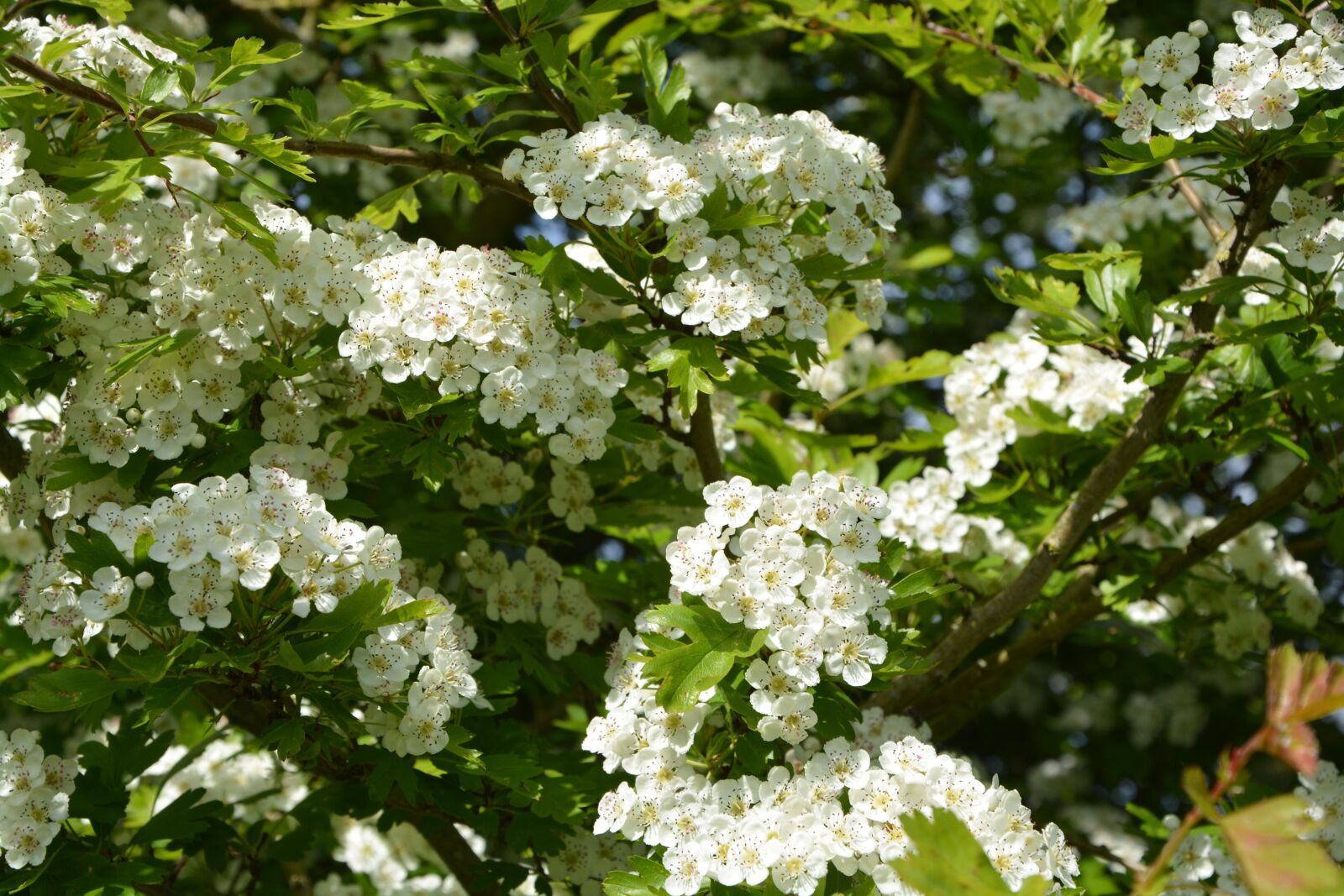Nikon D5200 sample photo. Flowers, white, the hawthorns photography