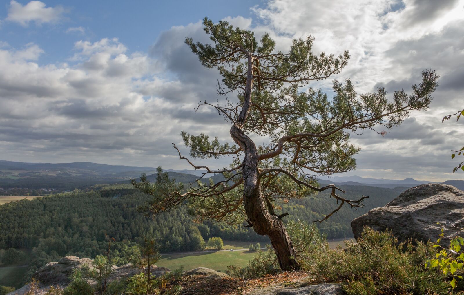 Canon EF-S 18-135mm F3.5-5.6 IS sample photo. Bastei, pine, saxony photography