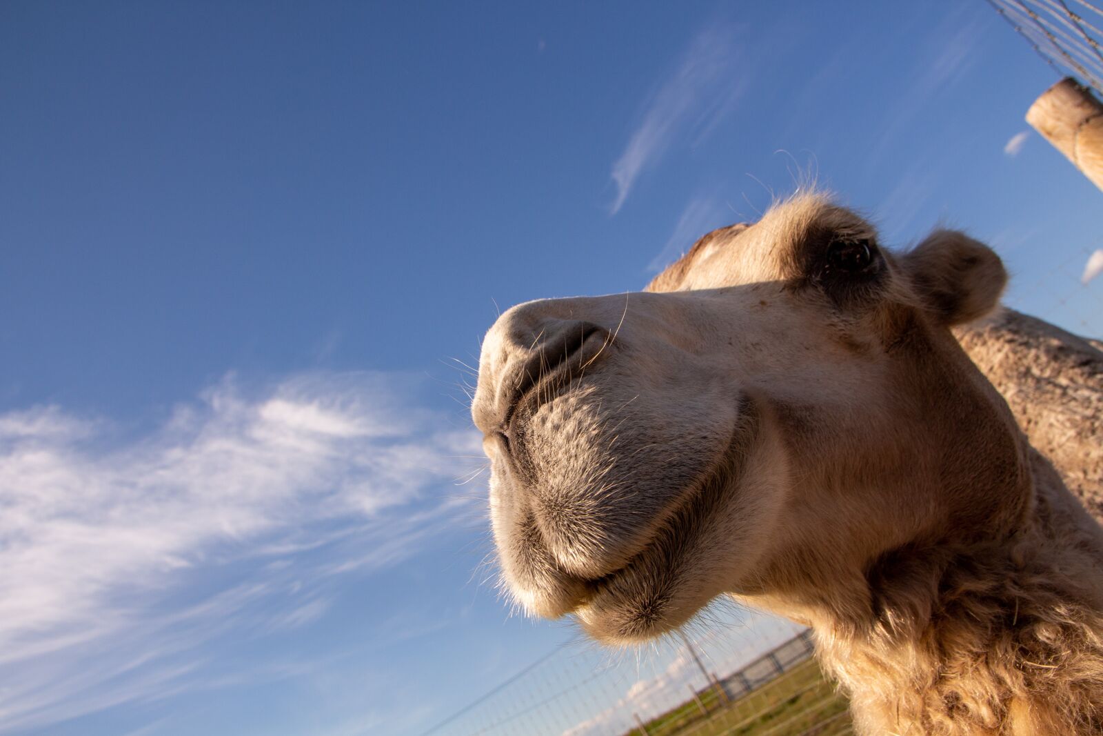 Canon EOS 700D (EOS Rebel T5i / EOS Kiss X7i) sample photo. Camel, animal, desert photography