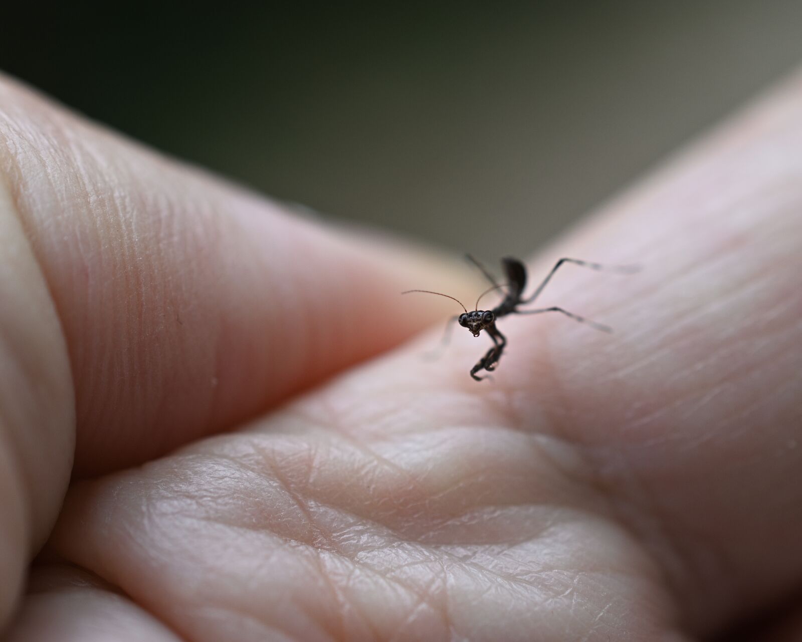 Nikon D3500 sample photo. Mantis, brown, black photography