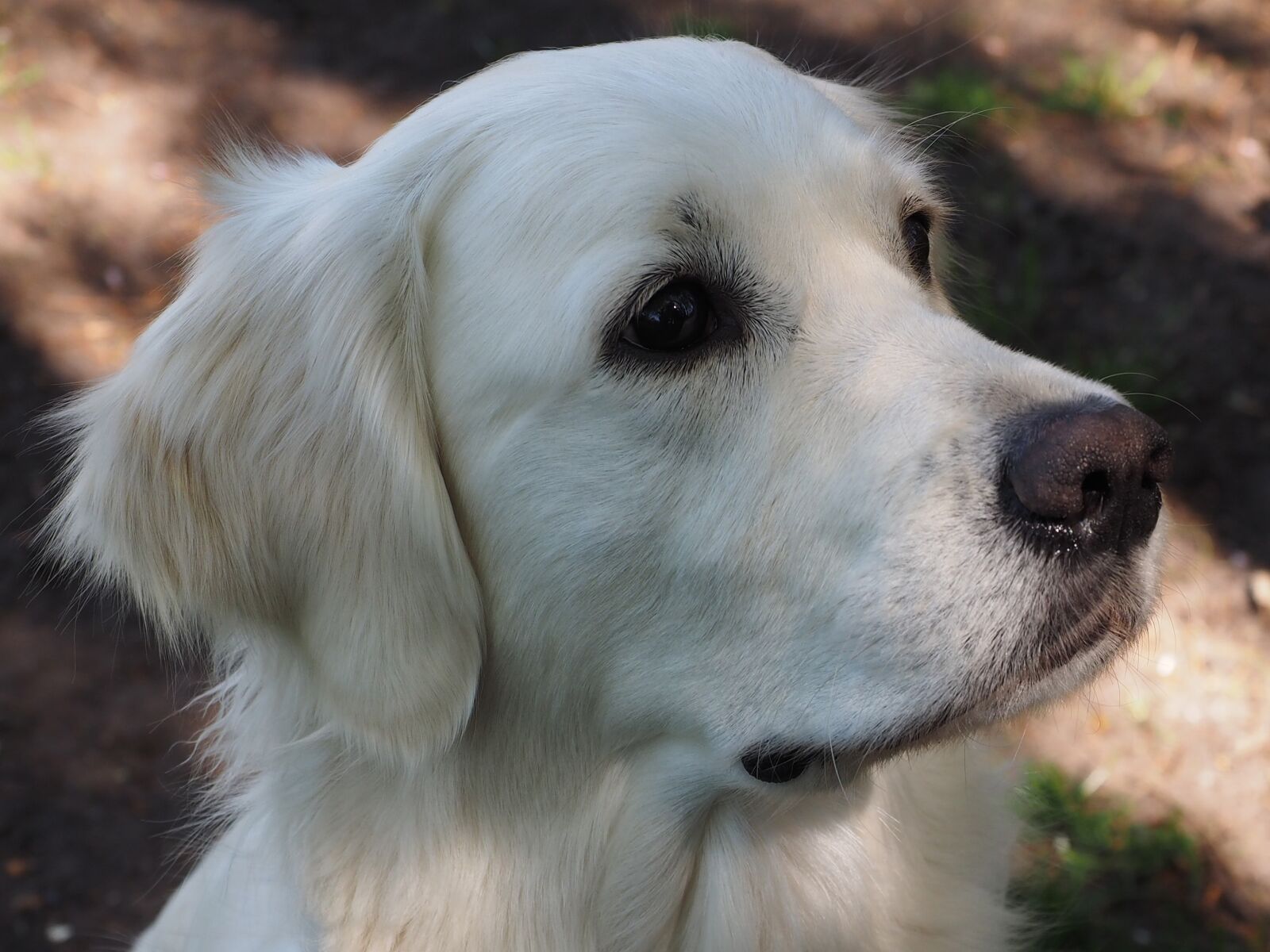 Olympus OM-D E-M1 + Olympus M.Zuiko Digital ED 12-40mm F2.8 Pro sample photo. Golden retriever, dogs, grace photography