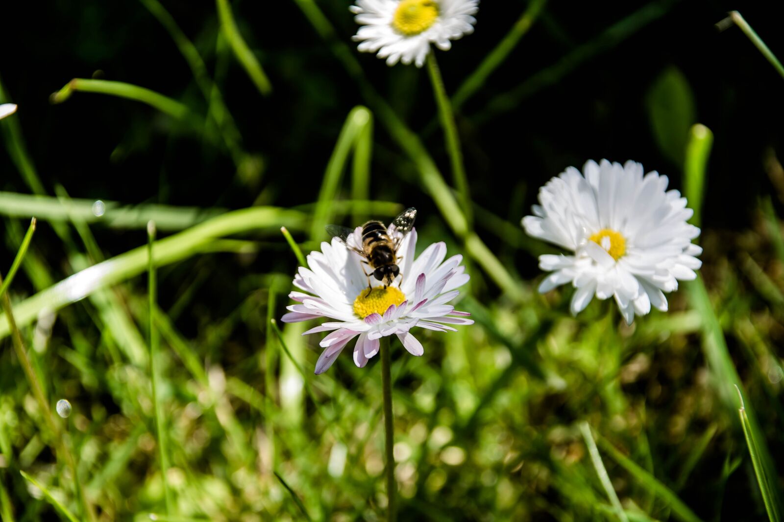 Canon EOS 1100D (EOS Rebel T3 / EOS Kiss X50) sample photo. Nature, flower, daisy photography