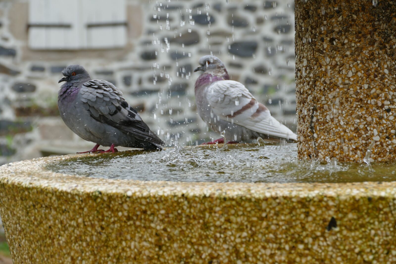Panasonic Lumix DMC-FZ1000 sample photo. Pigeon, bird, fauna photography