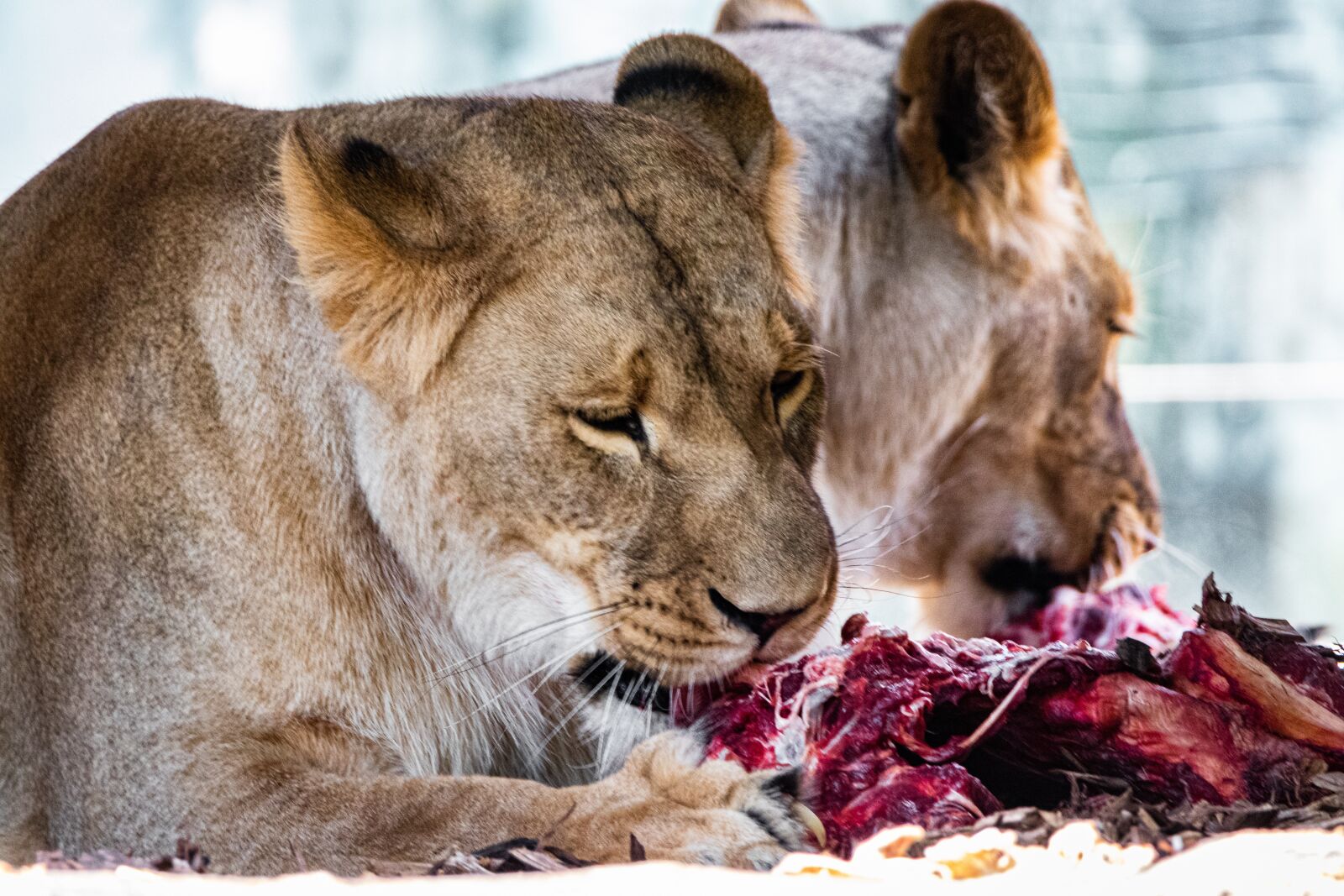 Canon EOS 80D sample photo. Lion, predators, big cats photography