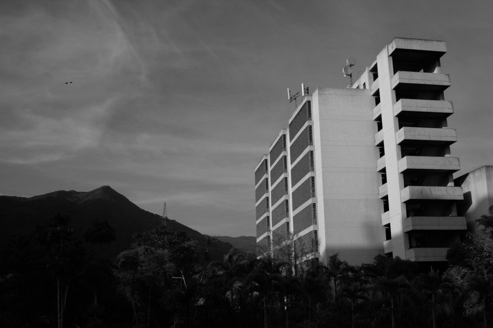 Canon EOS 400D (EOS Digital Rebel XTi / EOS Kiss Digital X) sample photo. Avila, bird, black, and photography