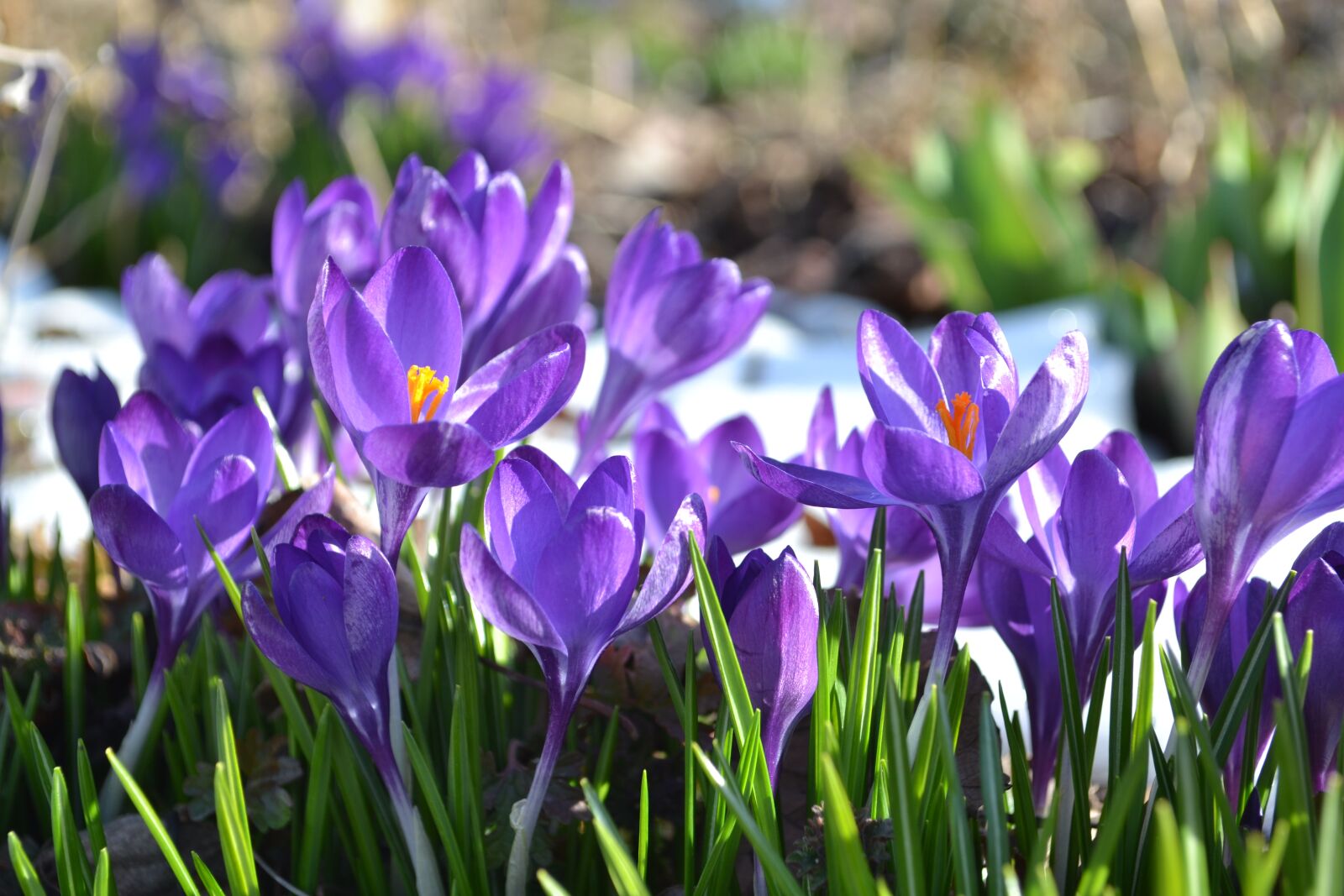 Nikon D3100 sample photo. Crocus, flower, spring photography