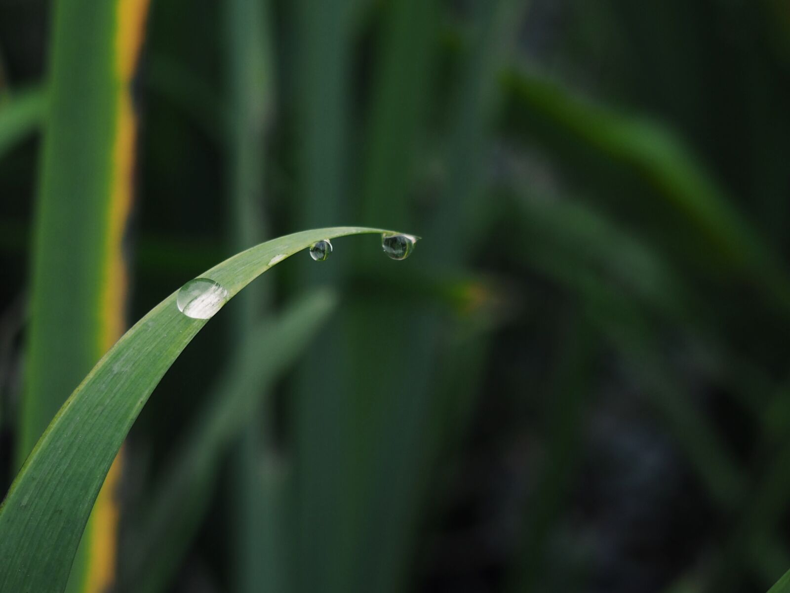 Olympus PEN E-PL7 sample photo. The scenery, plant, photography photography