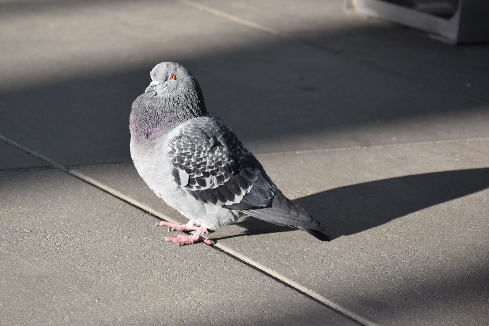 Nikon D5300 sample photo. Dove, bird, walkway photography