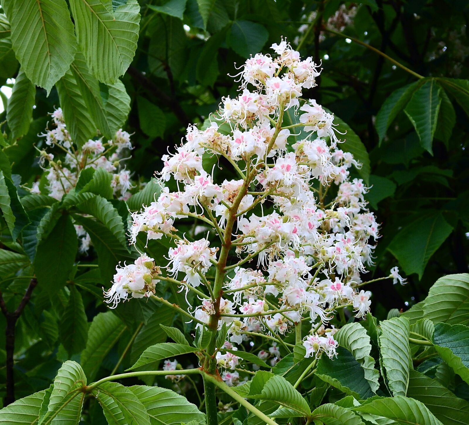 Nikon Coolpix P900 sample photo. Horse chestnut white, nature photography