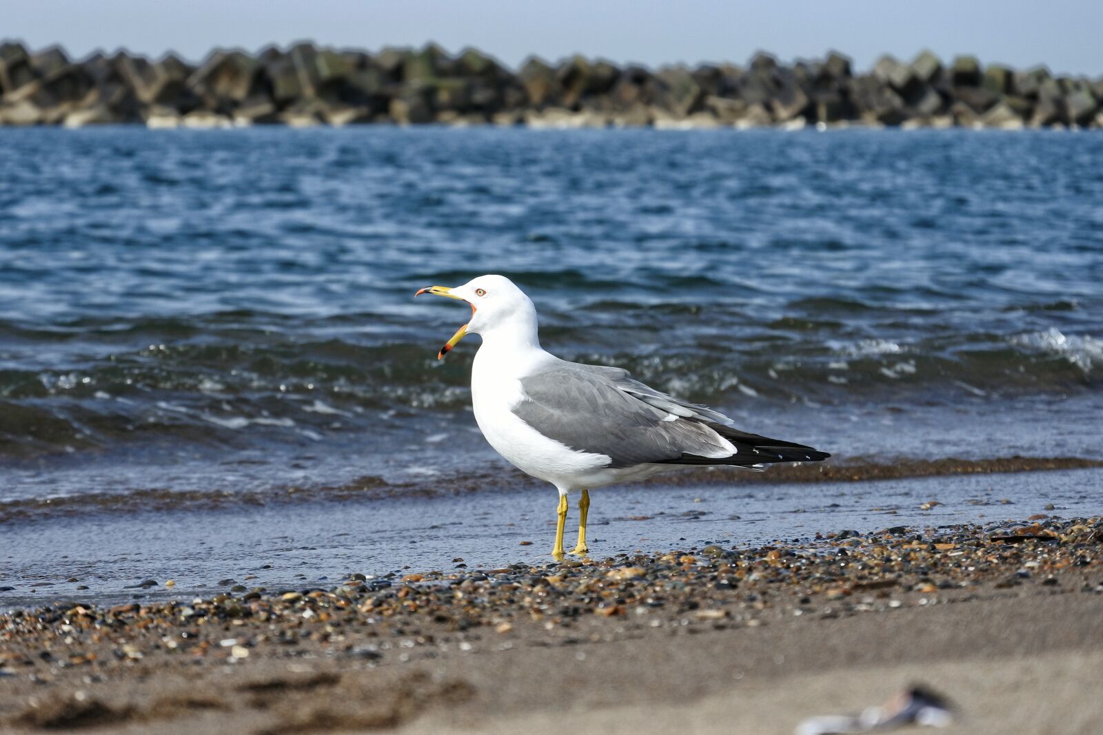 Nikon 1 Nikkor VR 30-110mm F3.8-5.6 sample photo. Animal, sea, beach photography