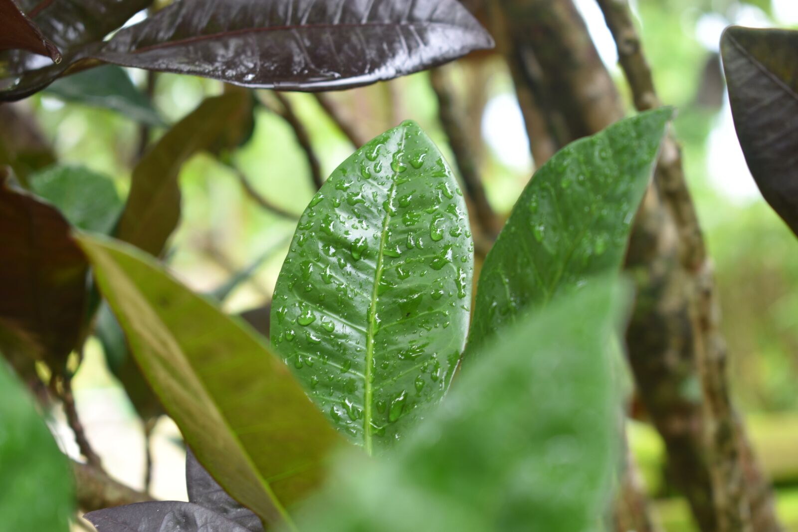 Nikon D3400 sample photo. Water drops, water, wet photography