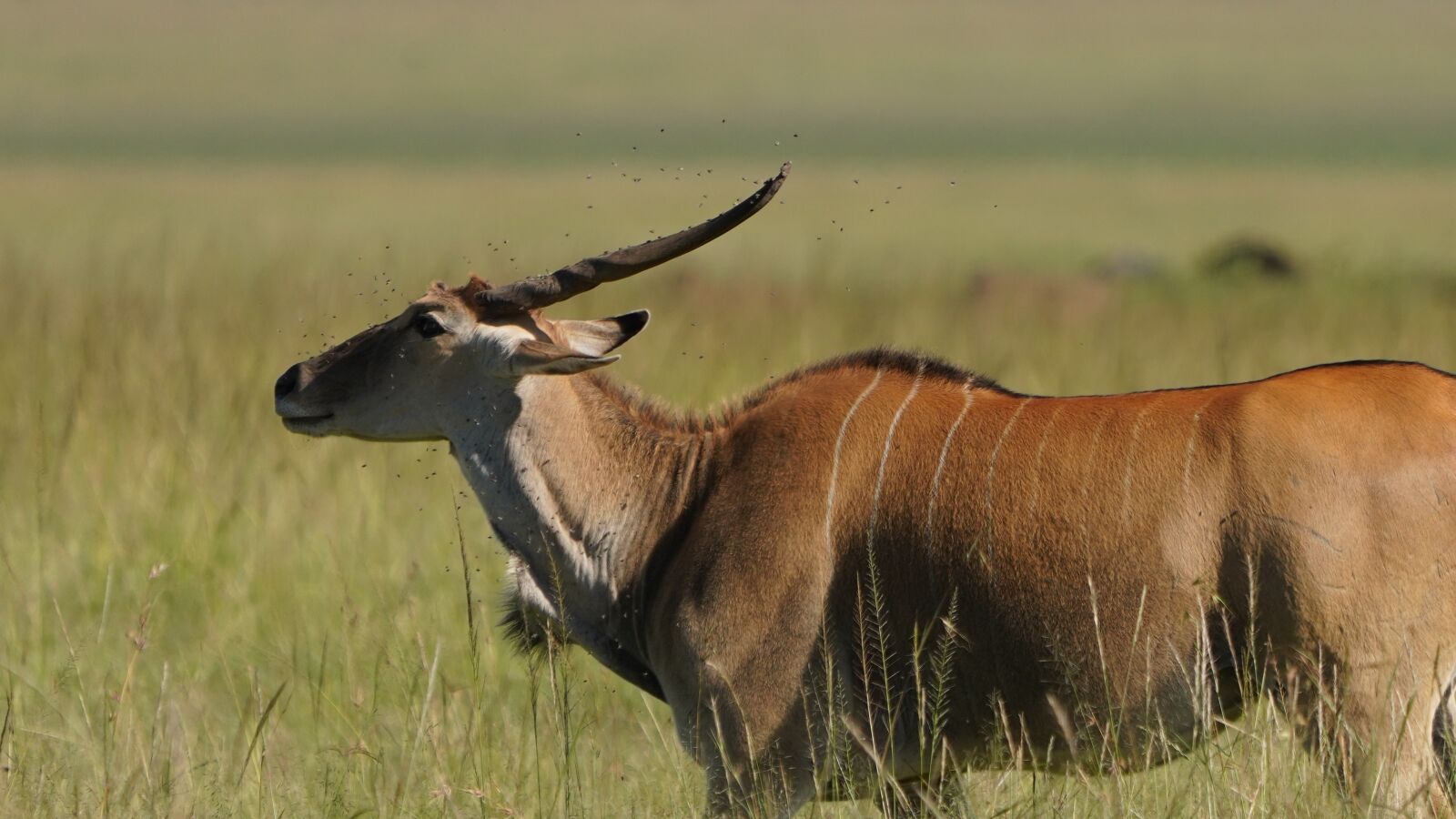 Sony a7R IV sample photo. Eland antelope, flies, wildlife photography
