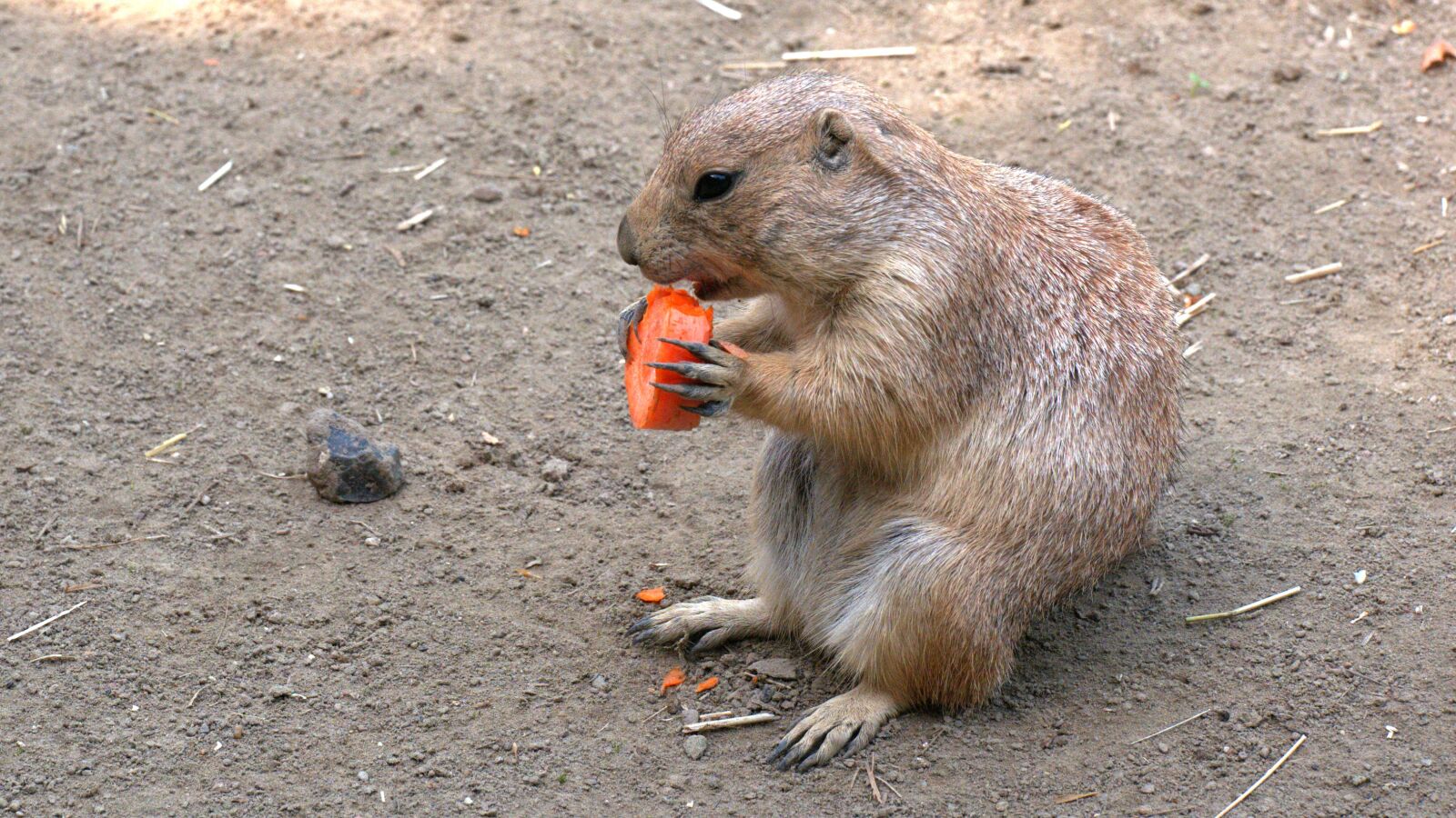 Panasonic Lumix DMC-GX85 (Lumix DMC-GX80 / Lumix DMC-GX7 Mark II) sample photo. Meerkat, nature, animal photography