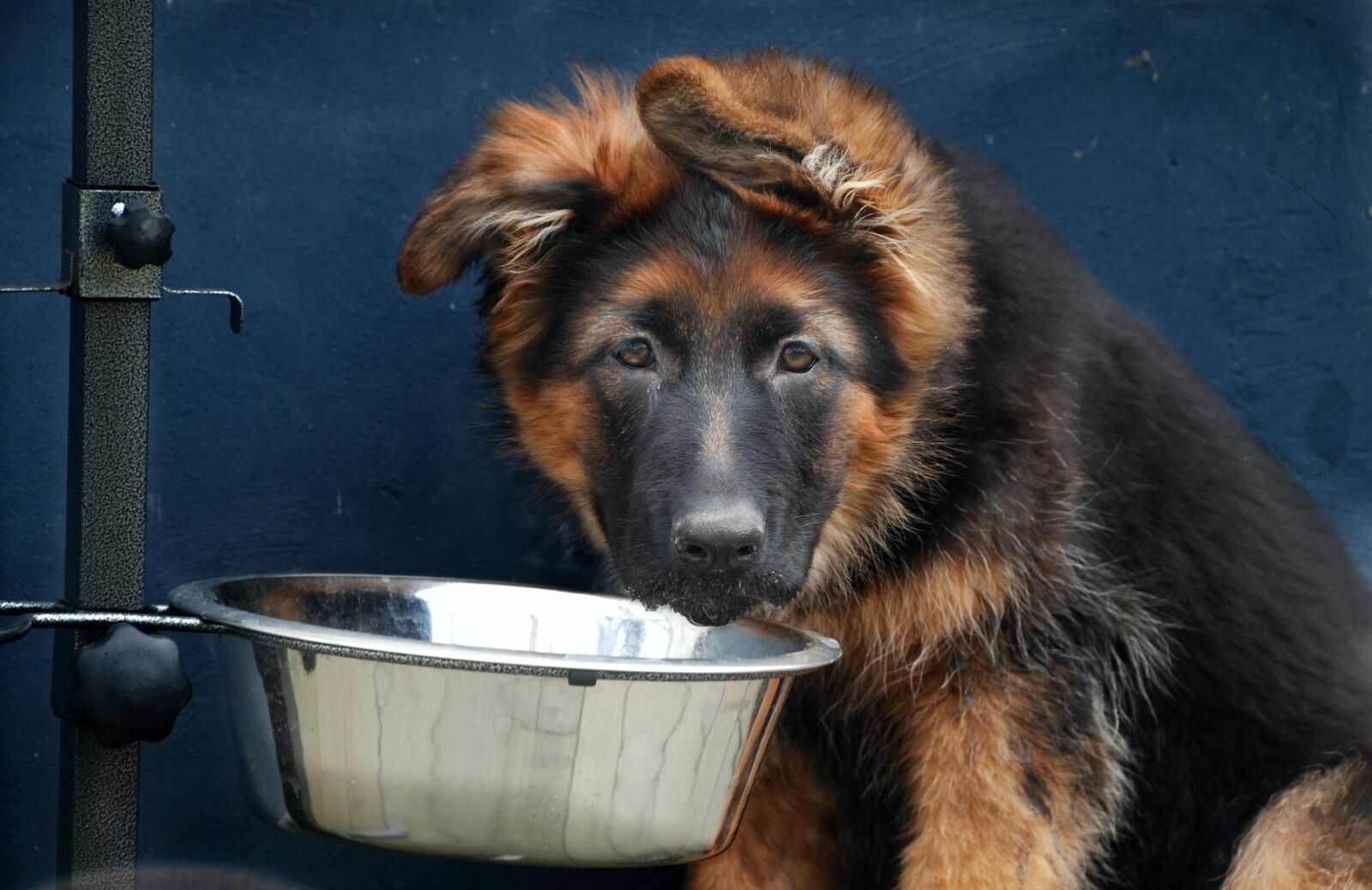 Nikon D80 sample photo. Sch fer dog, dog photography