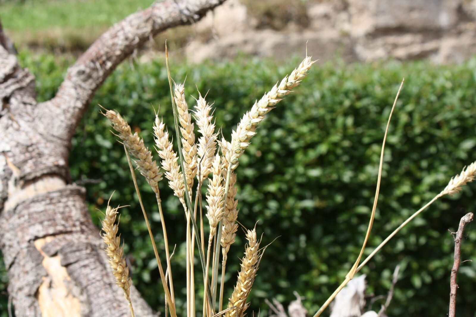 Canon EOS 1000D (EOS Digital Rebel XS / EOS Kiss F) sample photo. Cereals, grain, summer photography