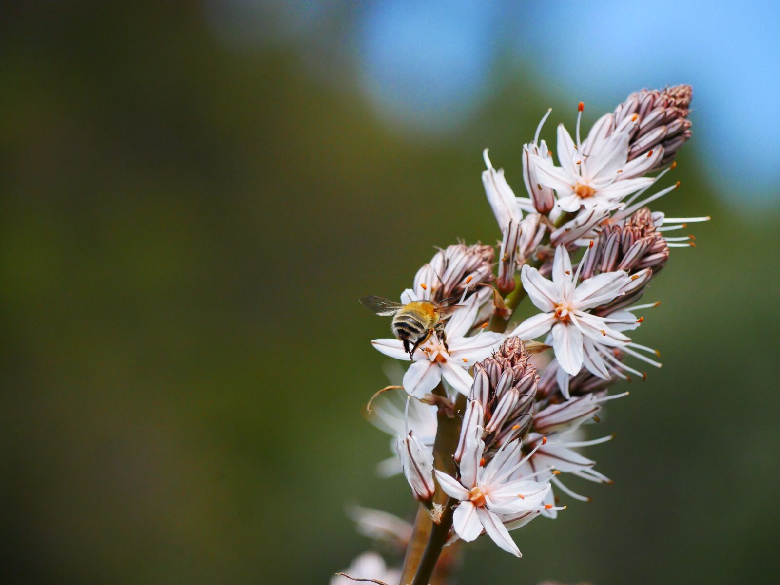 Panasonic Lumix DMC-GX85 (Lumix DMC-GX80 / Lumix DMC-GX7 Mark II) sample photo. Close up, blossom, bloom photography