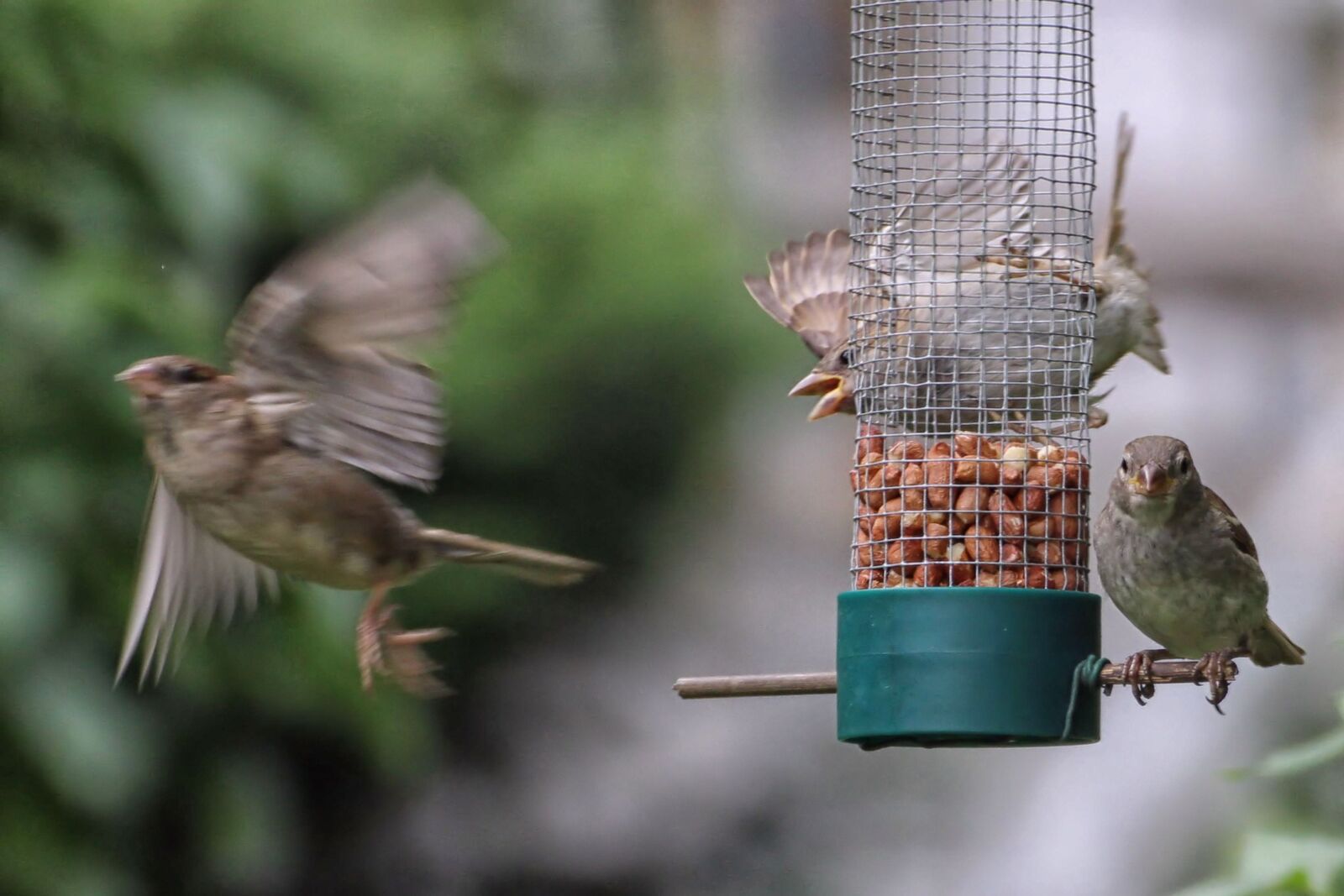 Canon EOS 600D (Rebel EOS T3i / EOS Kiss X5) sample photo. Sparrows, treat dispenser, flying photography