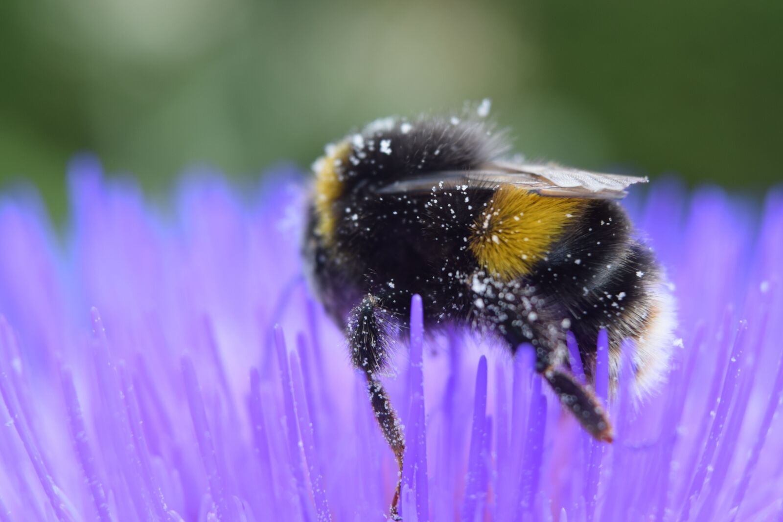 Nikon D3300 sample photo. Bee, flower, nature photography