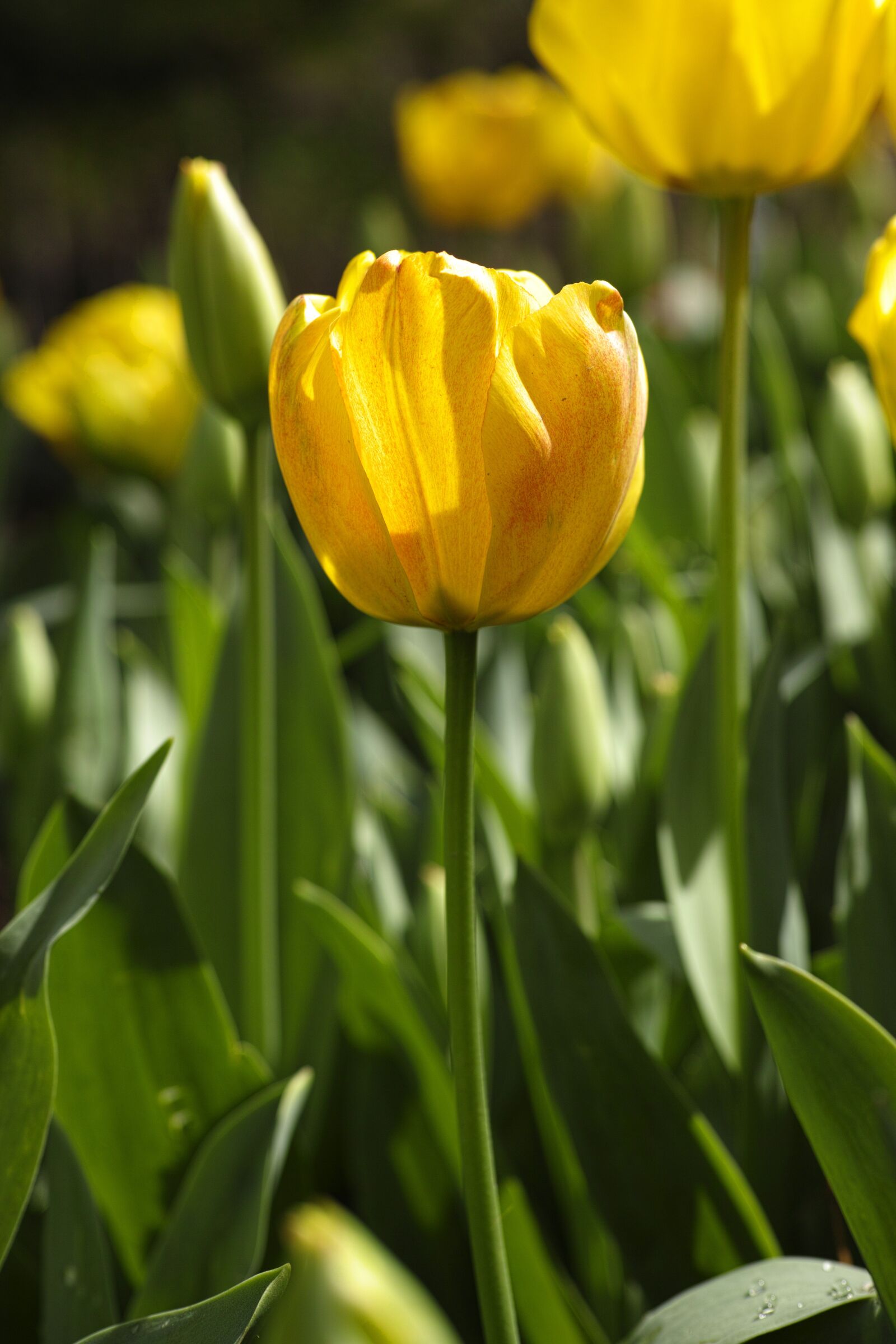 Sigma DP3 Merrill sample photo. Tulips, flower, tulip festival photography