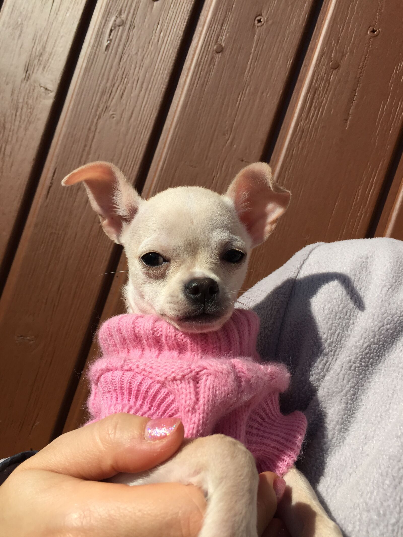 Apple iPhone 6 sample photo. Chihuahua, puppy, dog photography