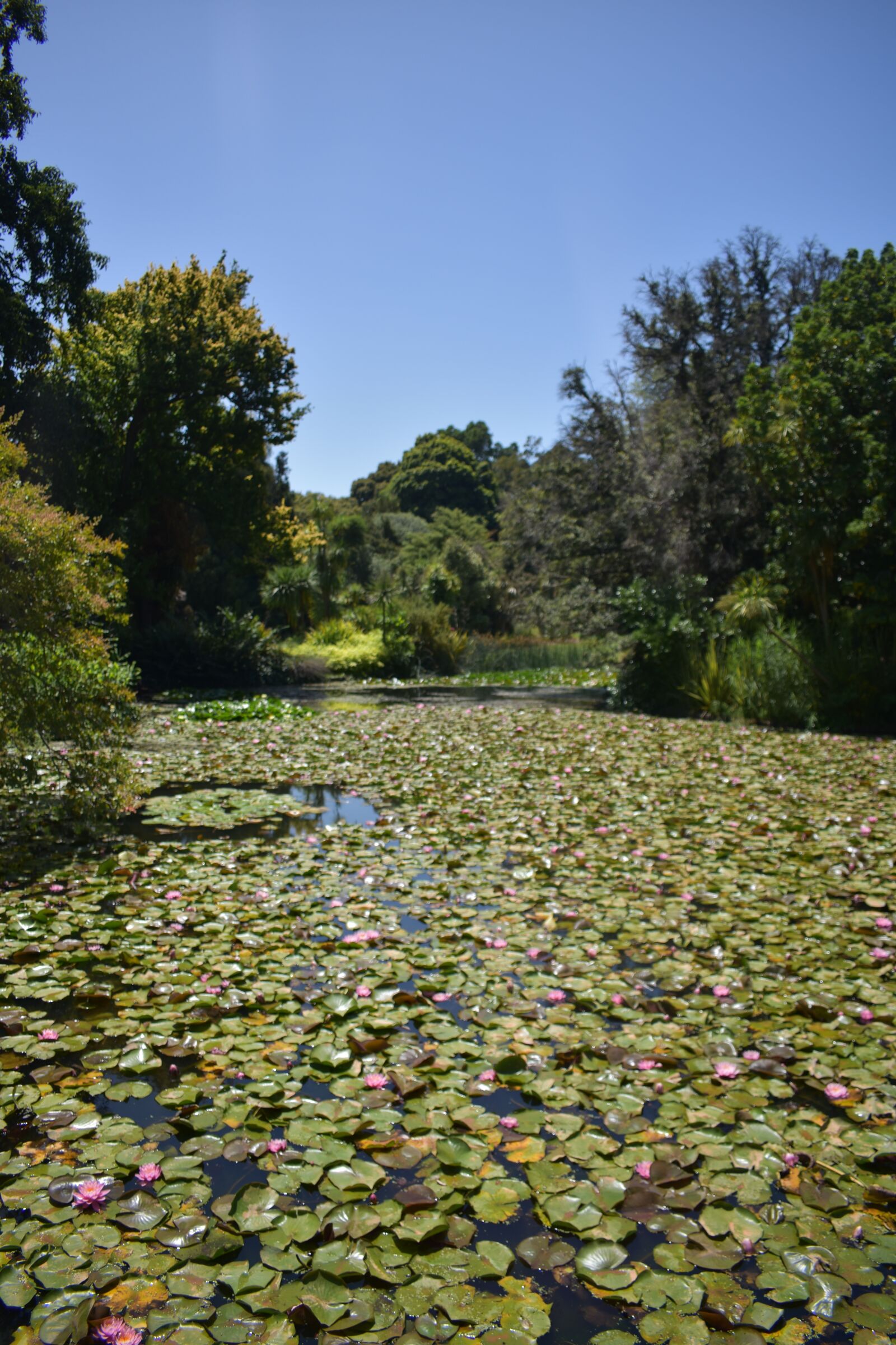 Nikon D3400 sample photo. Pond, lotus, flower photography