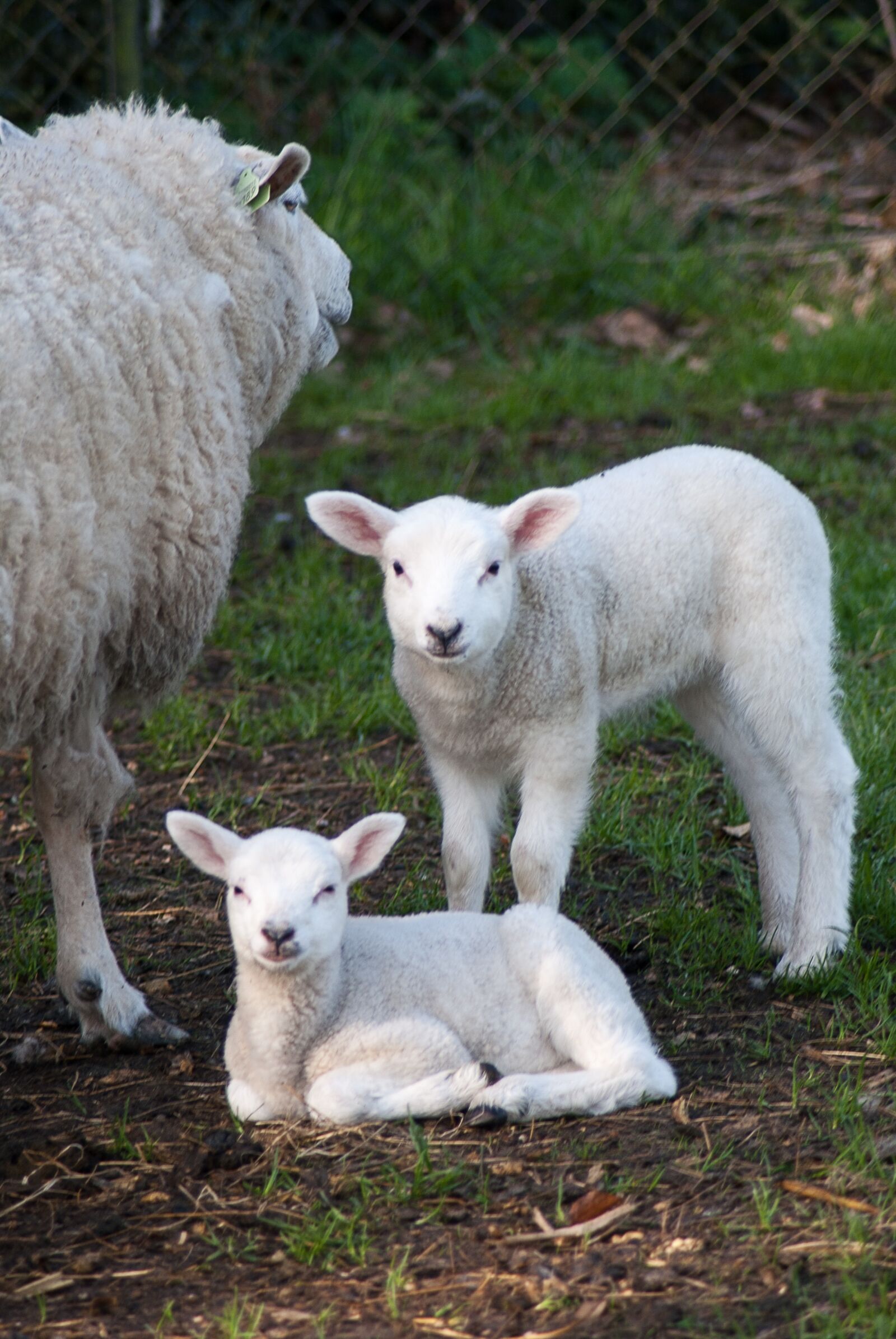 Nikon D3000 sample photo. Little lamb sheep cute photography
